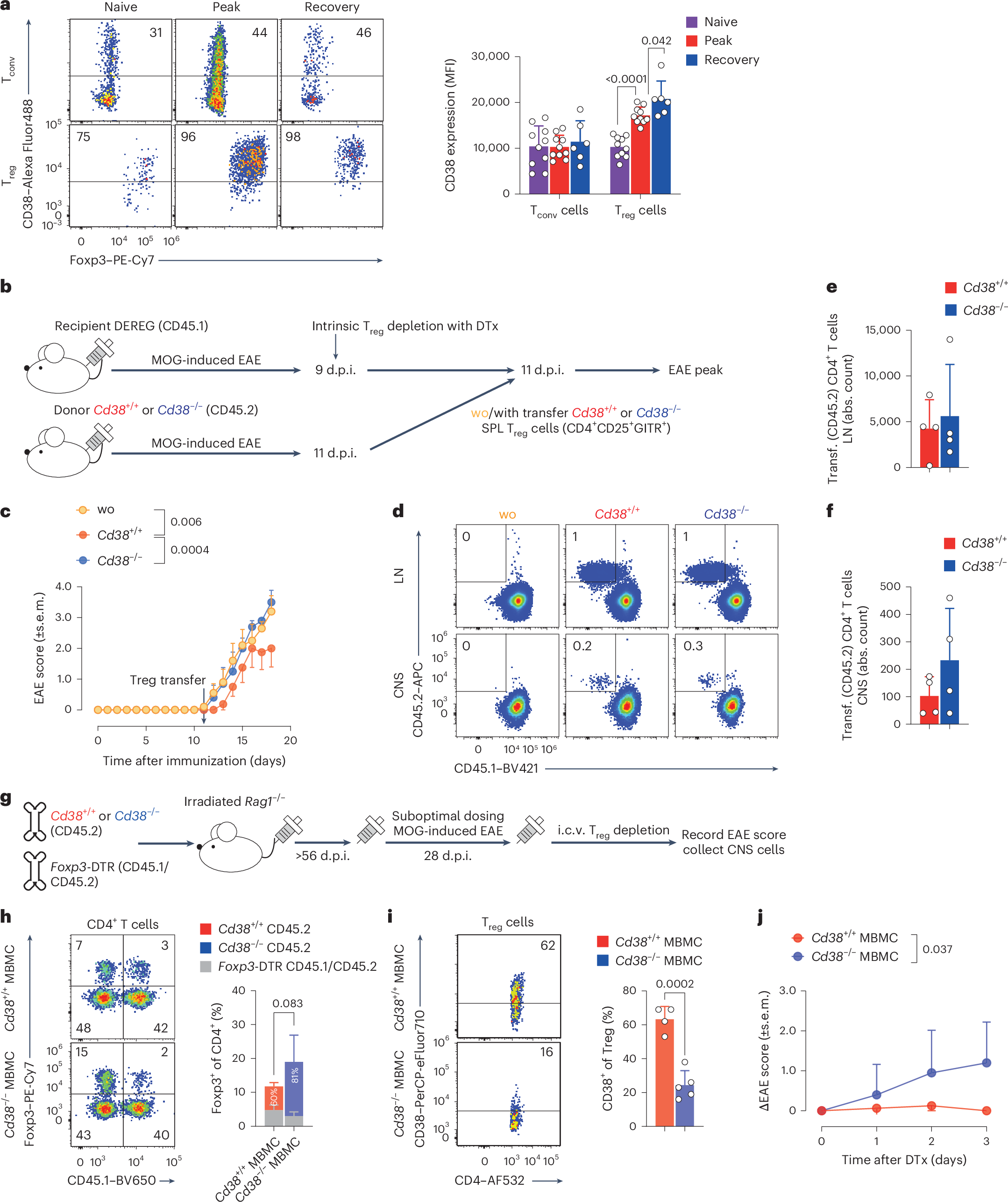Fig. 6: CD38 signaling controls the functional phenotype of CNS Treg cells.