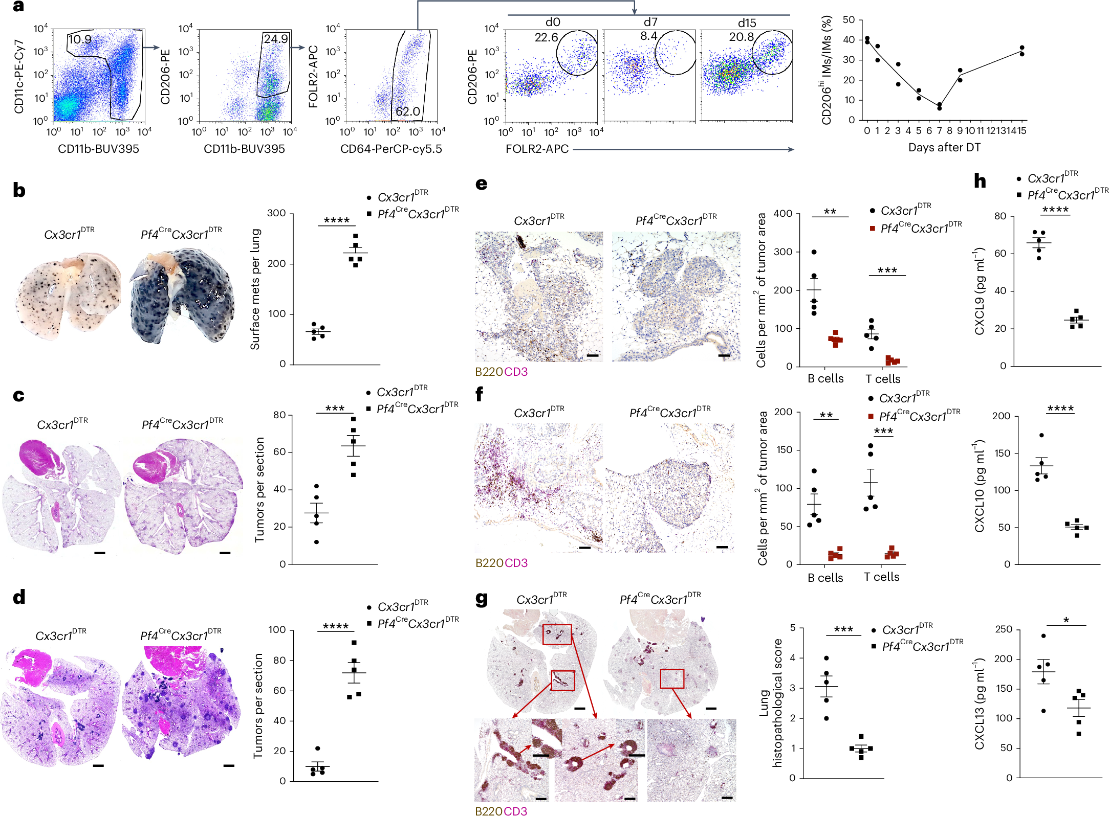 Fig. 2: CD206hi IMs organize lymphocyte recruitment and antitumor immunity.