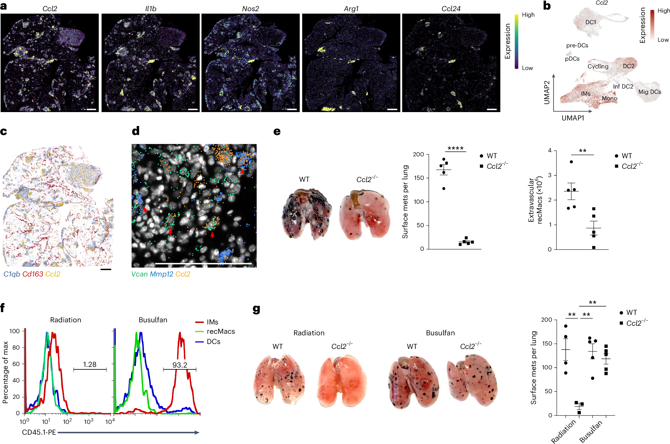 Fig. 4: Ccl2 expression by IMs is critical for the recruitment of recMacs.
