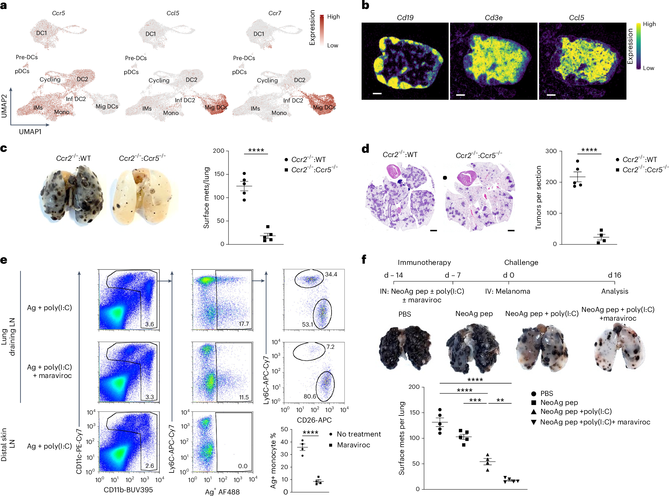 Fig. 5: Maraviroc enhances neoantigen vaccine immunity by blocking moDC migration to draining lymph nodes.