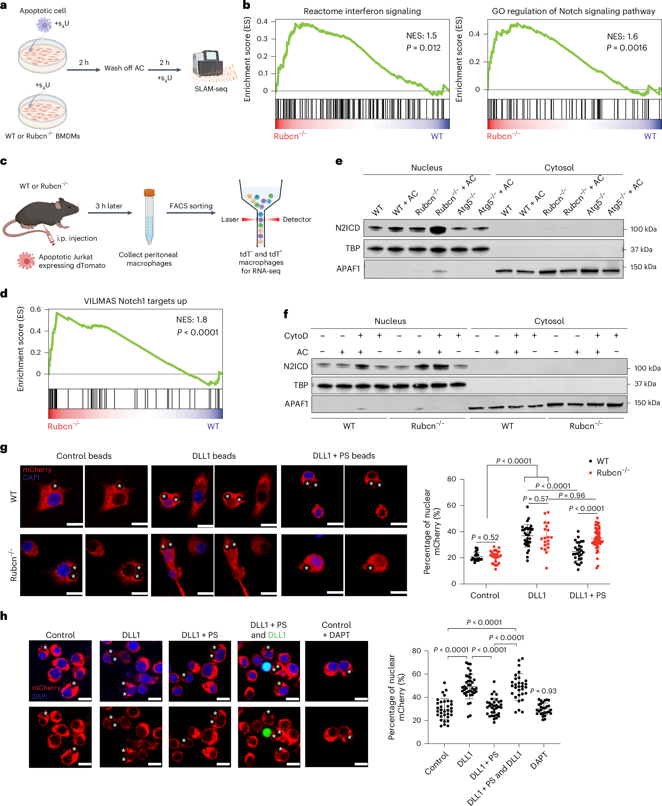 Fig. 1: Efferocytosis by Rubcn-deficient macrophages induces Notch activation.