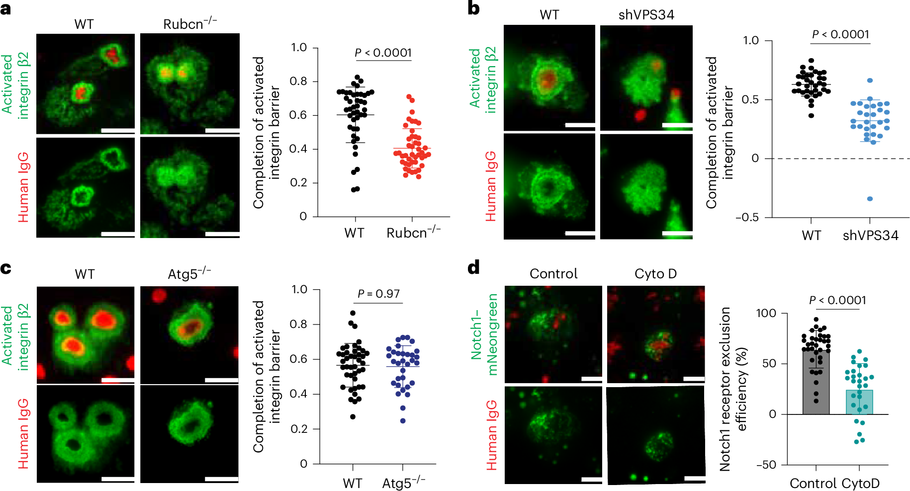 Fig. 4: Rubcn promotes activated integrin barrier formation.