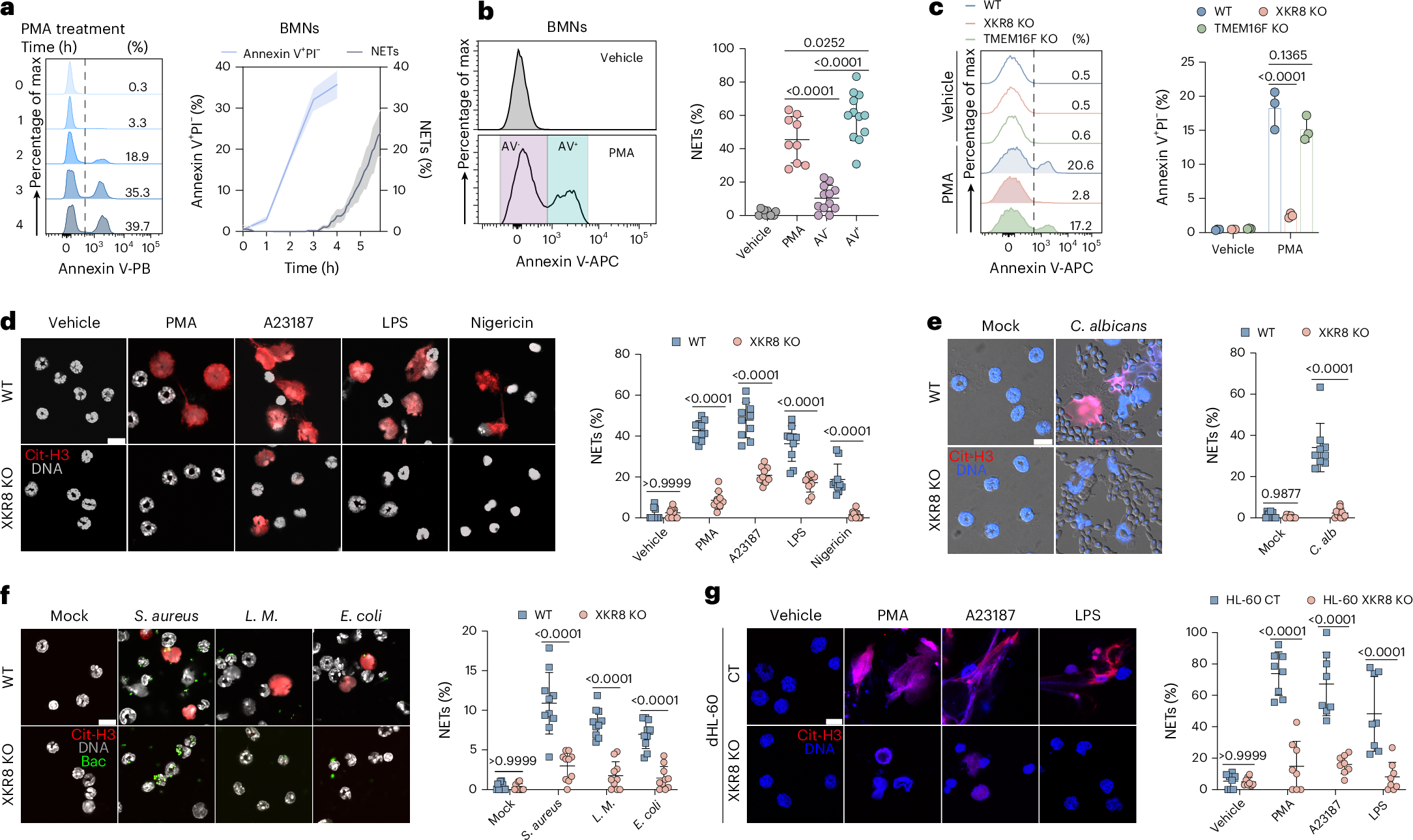 Fig. 1: XKR8 is required for NET formation.