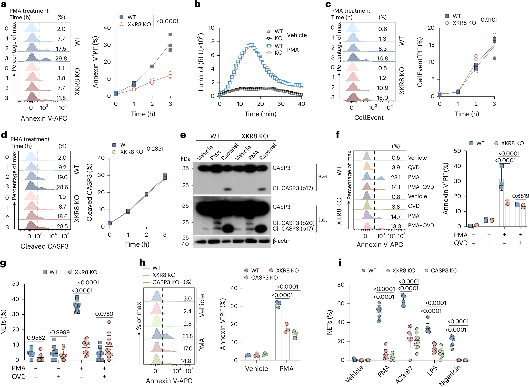 Fig. 2: Activation of XKR8 by caspase-3 triggers NET formation.