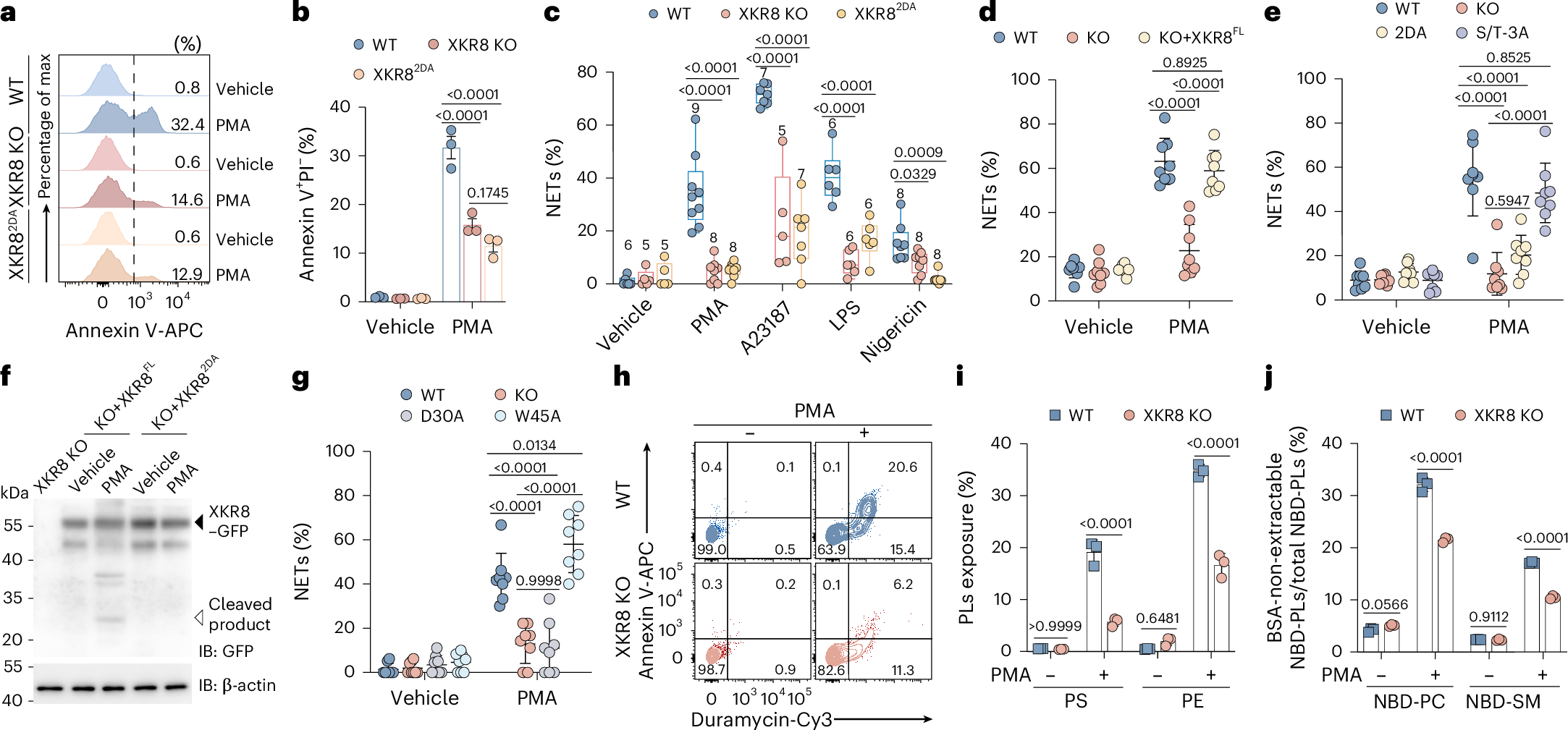 Fig. 3: XKR8-mediated extensive phospholipid re-shuffling facilitates NETs formation.