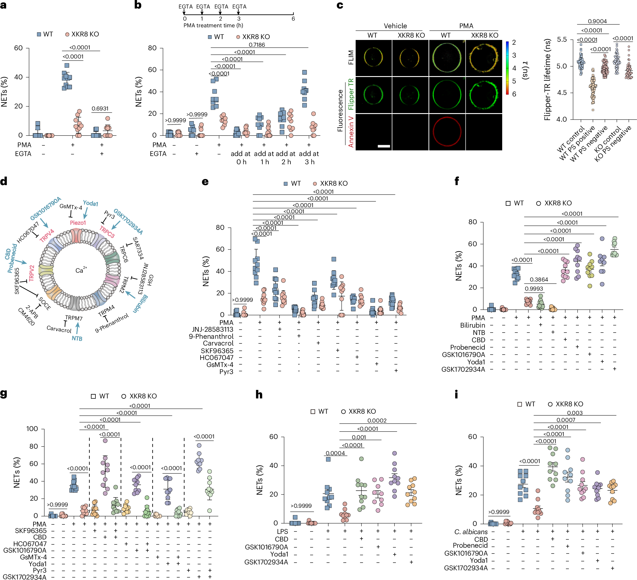 Fig. 4: XKR8-mediated lipid scrambling necessitates the activation of mechanosensitive Ca2+ channels for NET formation.