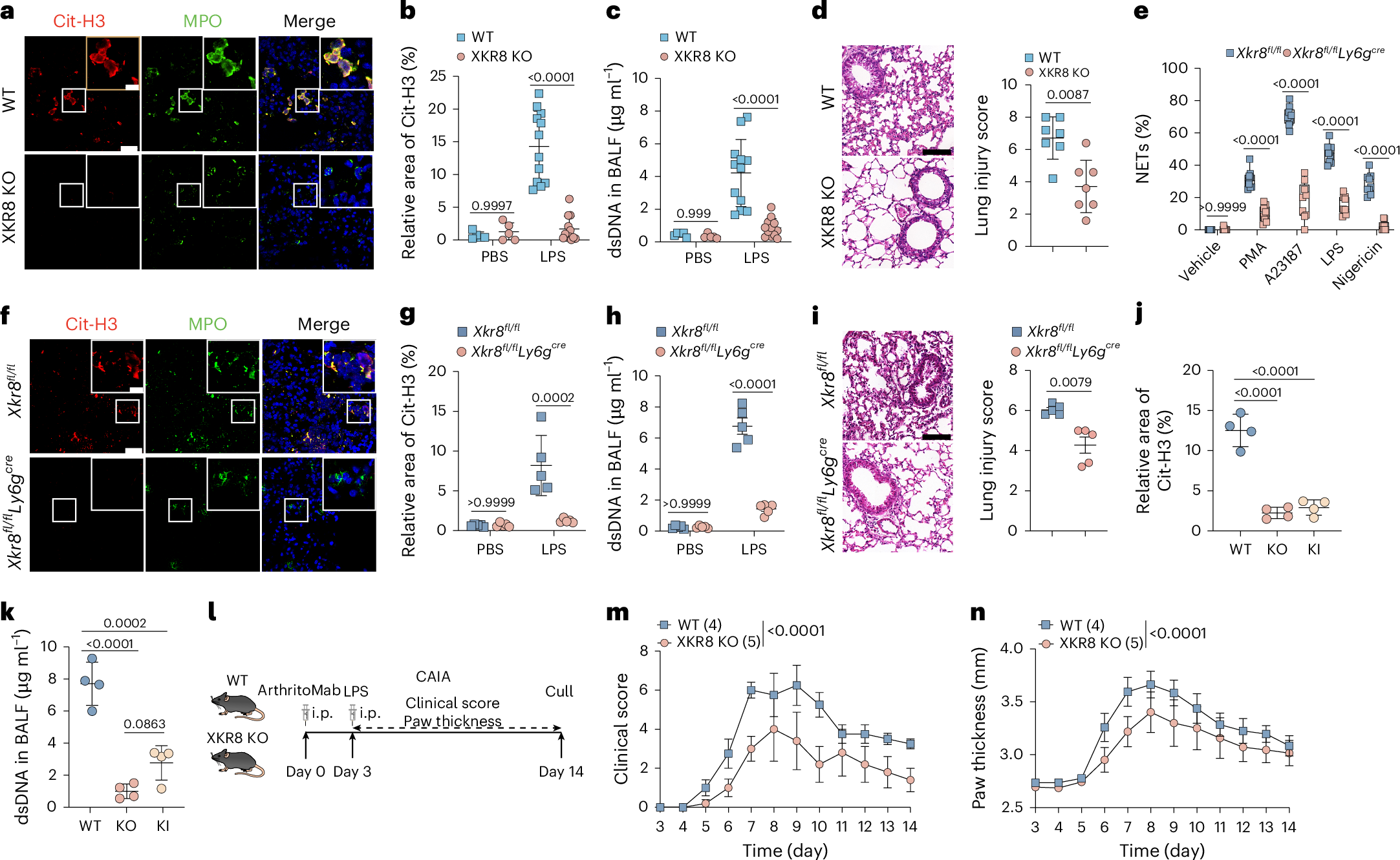 Fig. 5: XKR8 is critical for neutrophils-mediated acute lung injury and rheumatoid arthritis.