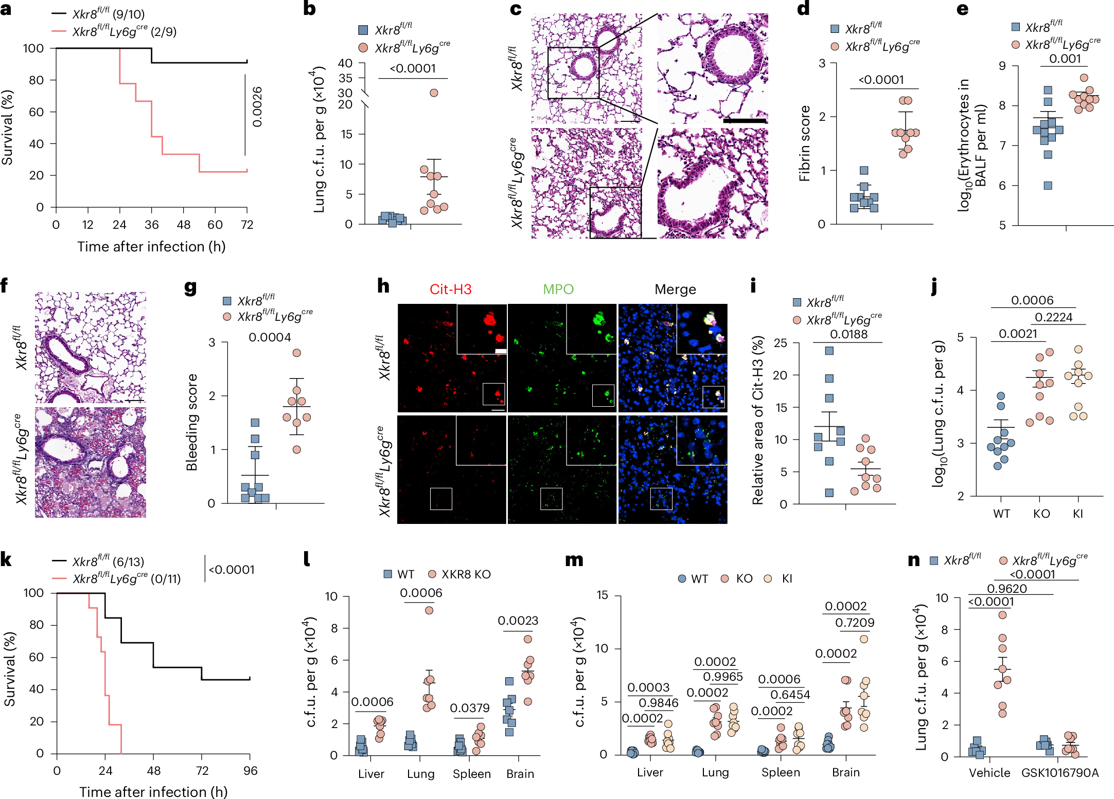 Fig. 6: XKR8 is critical for neutrophils-mediated antifungal infection.