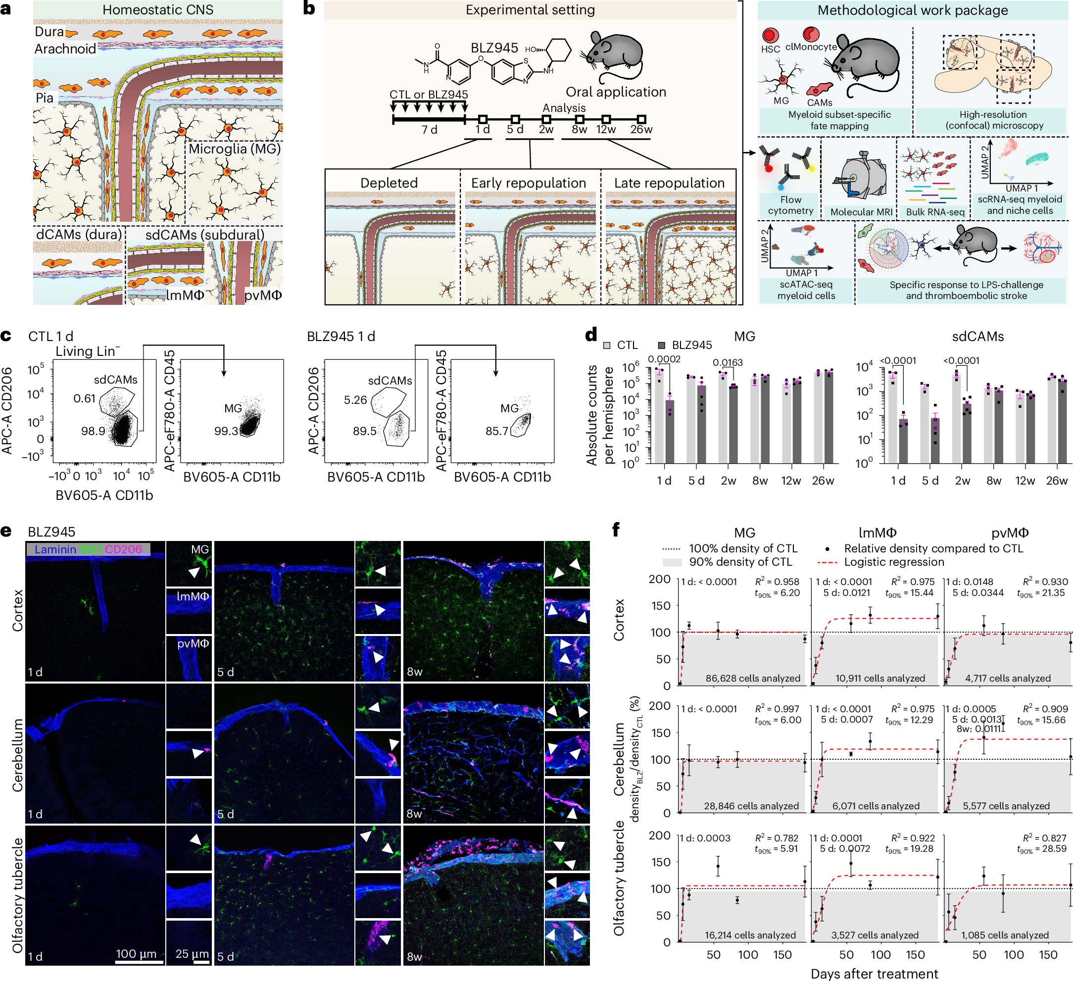 Fig. 1: Spatially and temporally distinct repopulation kinetics of CAMs and MG.