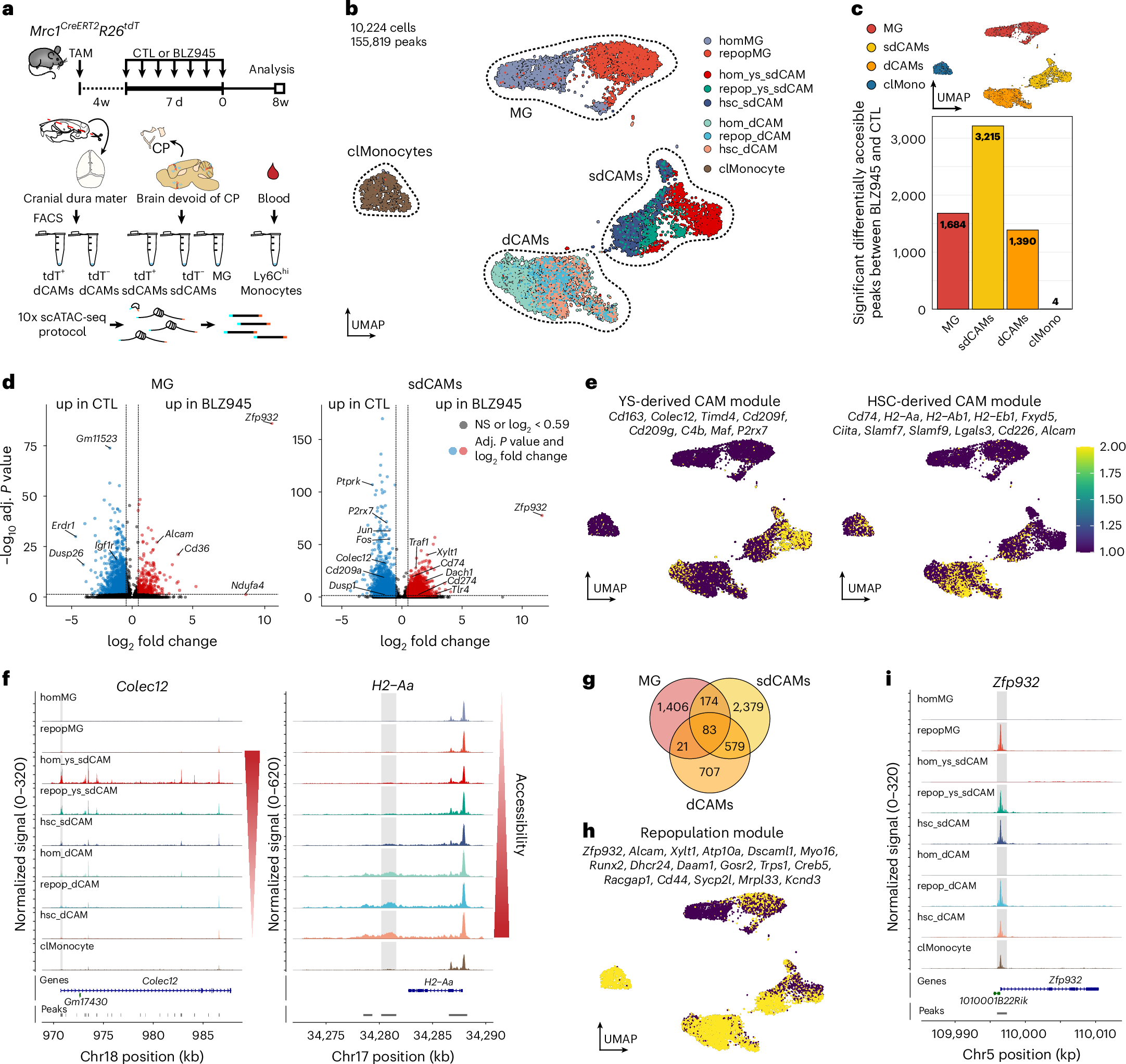 Fig. 6: Cellular ontogeny shapes chromatin accessibility in CNS macrophages.
