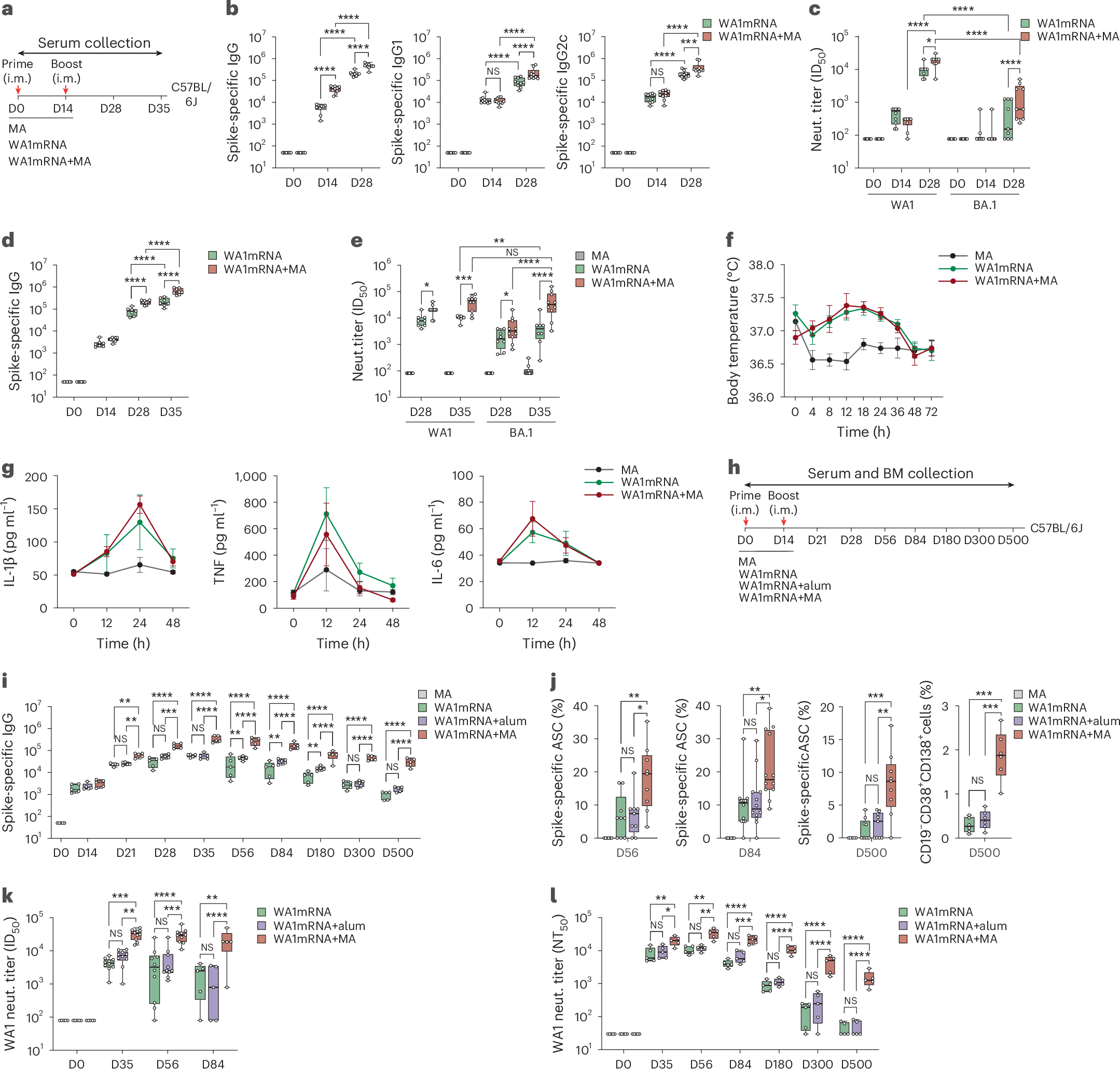 A glycan-based adjuvant expands the breadth and duration of 