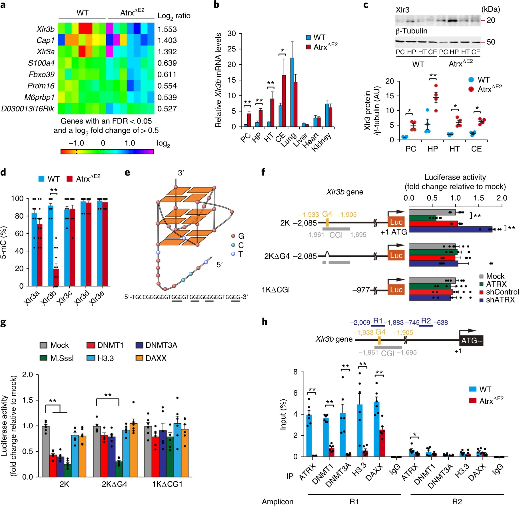 targeting g quadruplex dna as cognitive function therapy for atr xtargeting g quadruplex dna as cognitive function therapy for atr x syndrome nature medicine