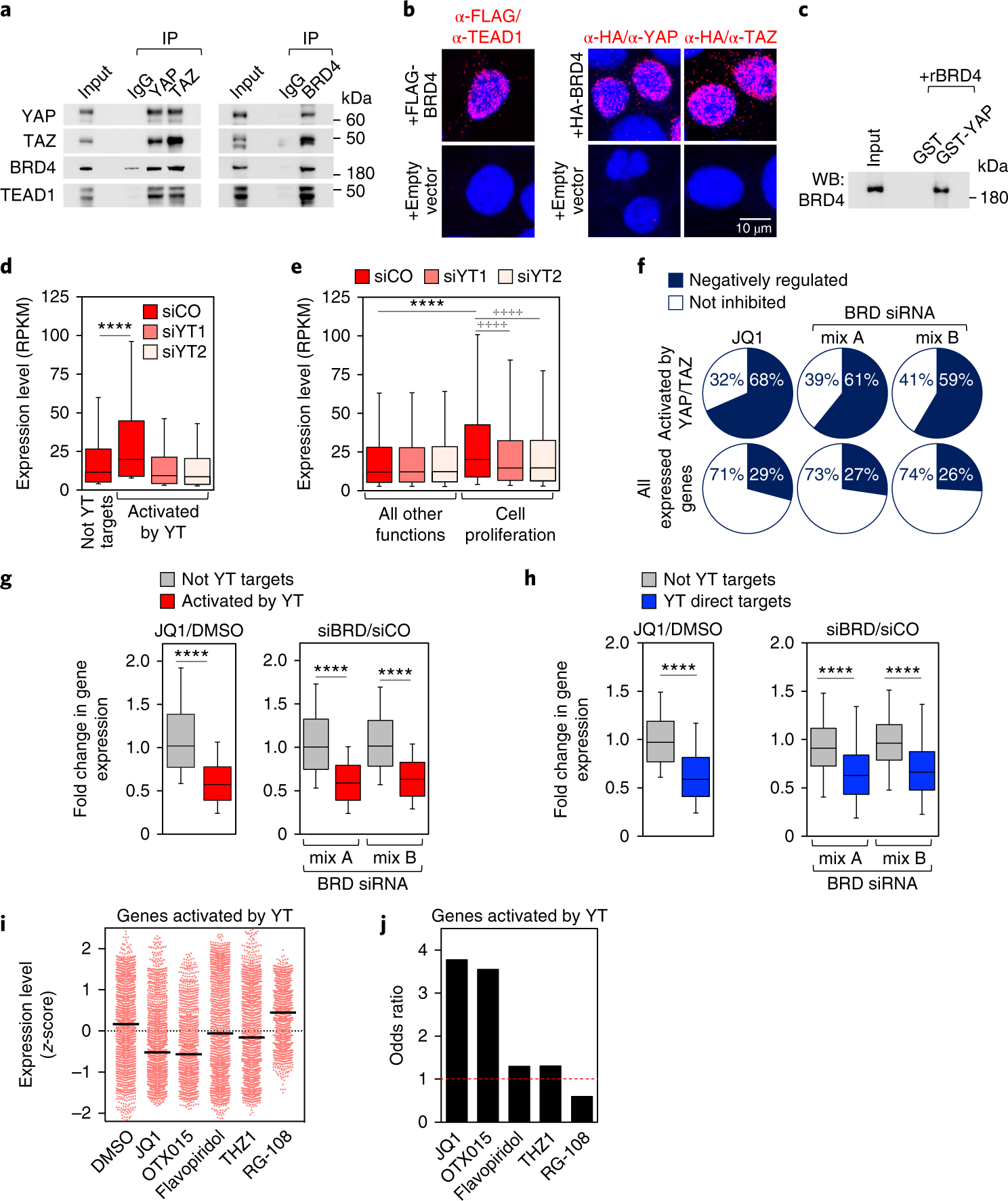 Transcriptional addiction in cancer cells is mediated by YAP/TAZ through  BRD4 | Nature Medicine