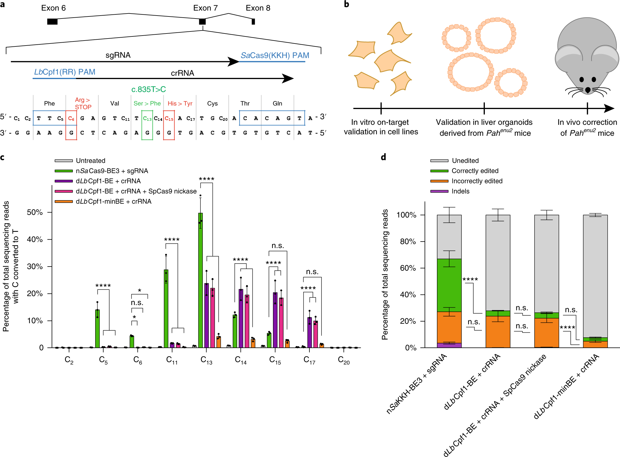 Treatment of a metabolic liver disease by in vivo genome base editing in  adult mice | Nature Medicine
