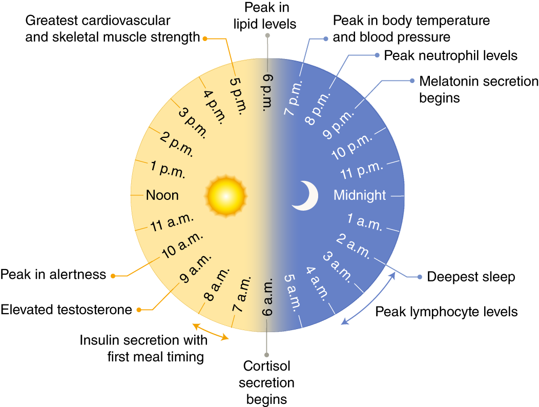 Circadian Rhythms