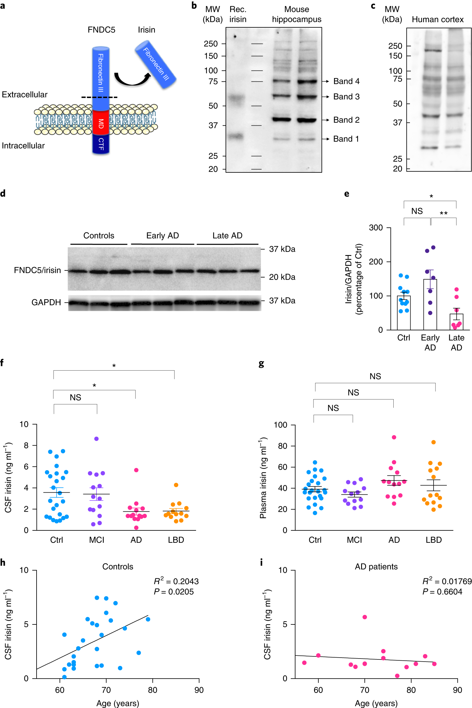 Exercise-linked FNDC5/irisin rescues synaptic plasticity and memory defects  in Alzheimer's models | Nature Medicine