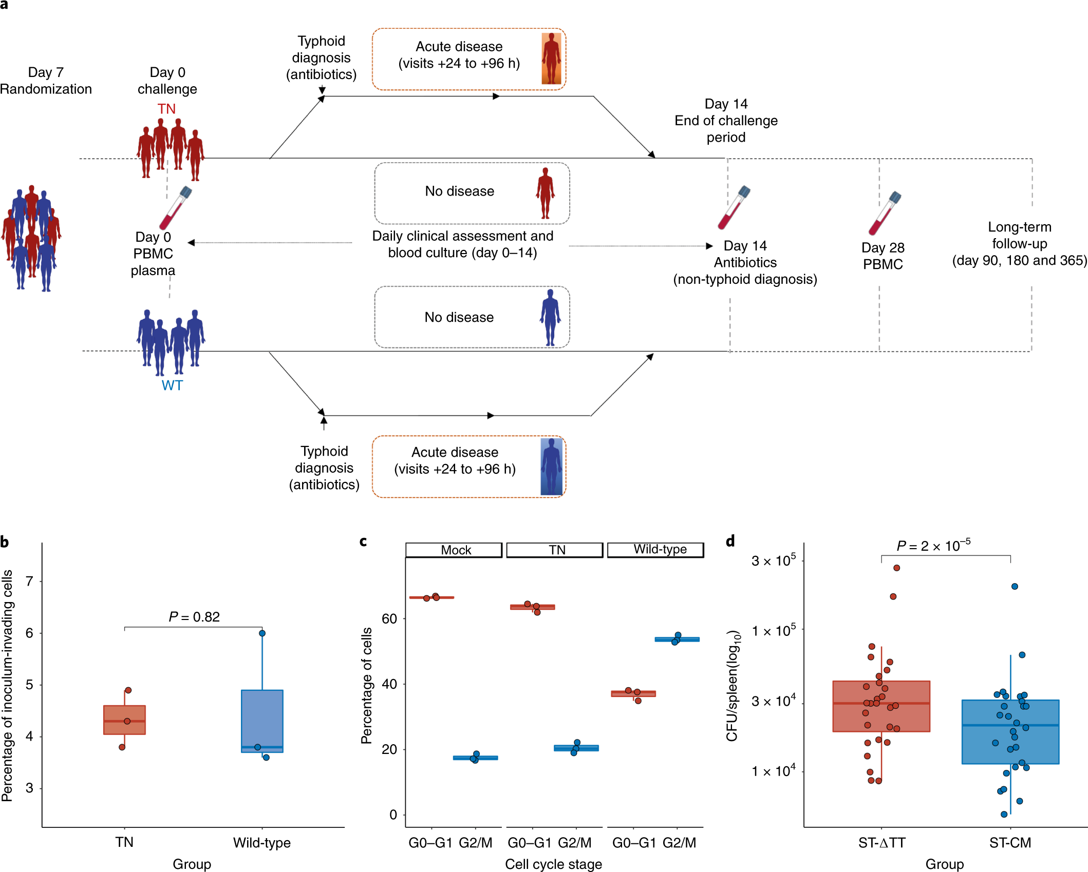 Pathophysiology Of Typhoid Fever In Flow Chart