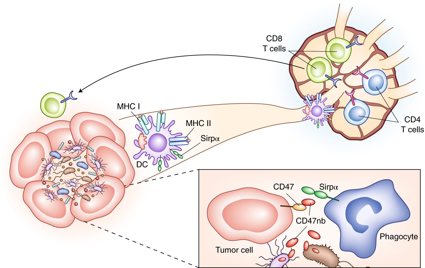 Cd4 и cd8 лимфоциты. Nk лимфоциты. Cd клеток что это. Врожденные лимфоидные клетки 2 типа. Антиген зависимая дифференцировка лимфоцитов.