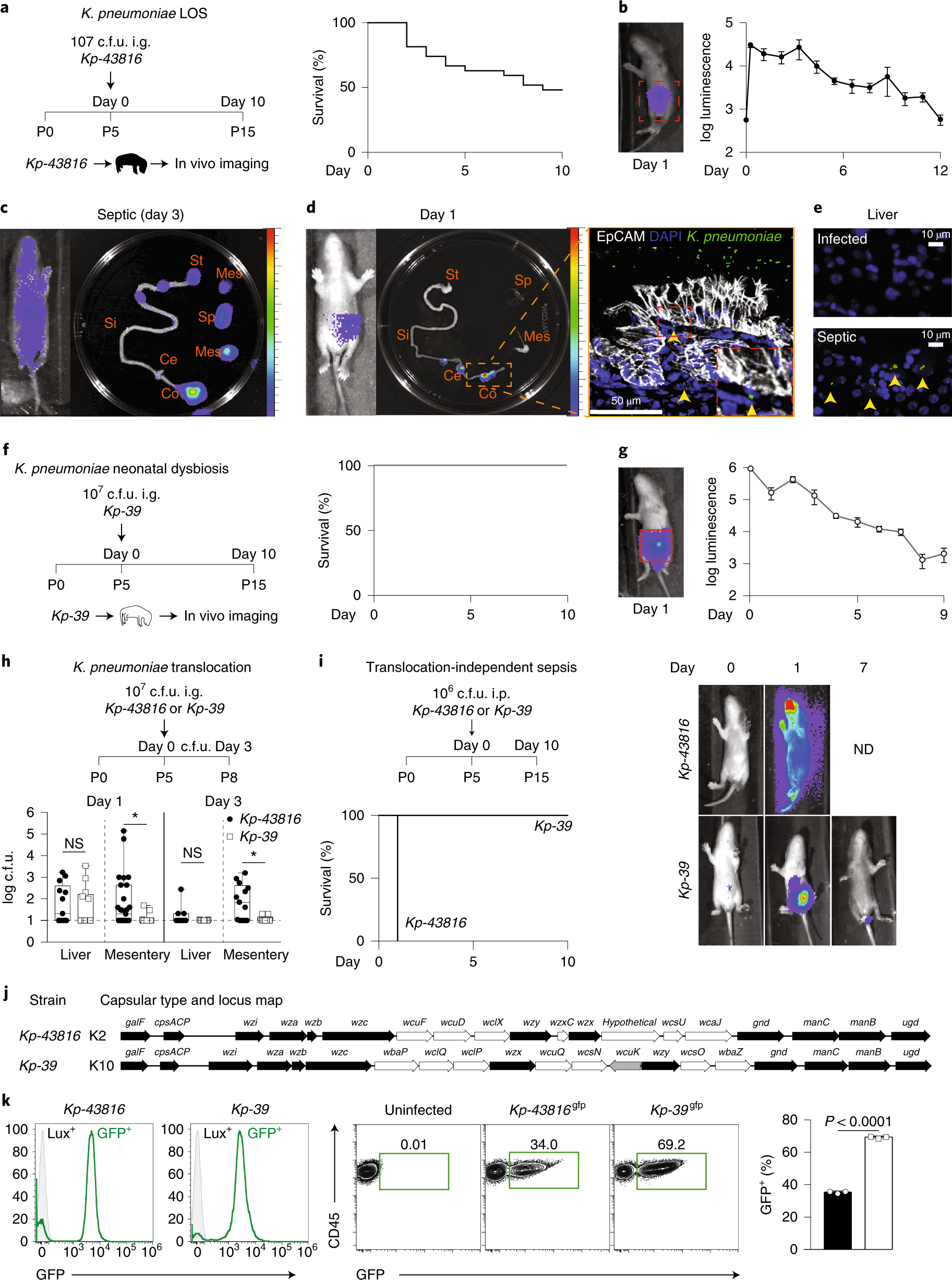Preventing Dysbiosis Of The Neonatal Mouse Intestinal Microbiome Protects Against Late Onset Sepsis Nature Medicine