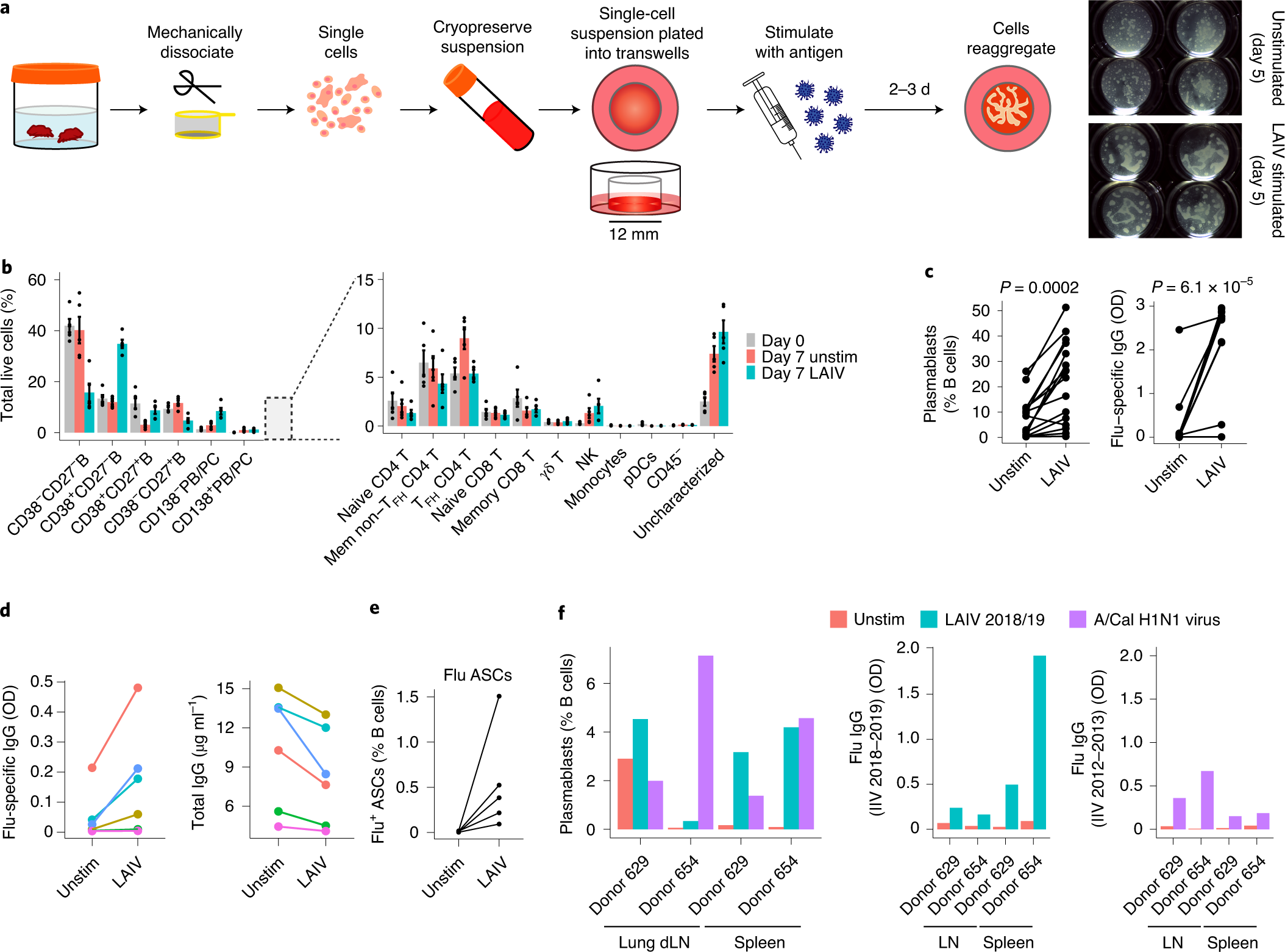 Modeling human adaptive immune responses with tonsil organoids | Nature  Medicine