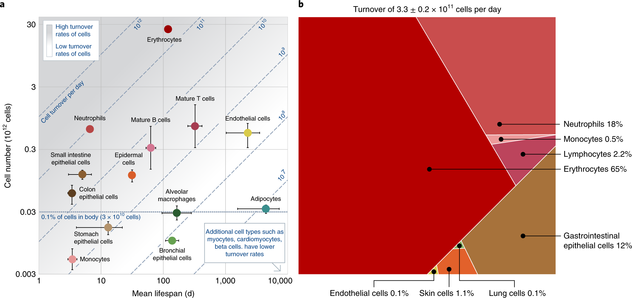 The Distribution Of Cellular Turnover In The Human Body Nature Medicine The Distribution Of Cellular Turnover In The Human Body Nature Medicine