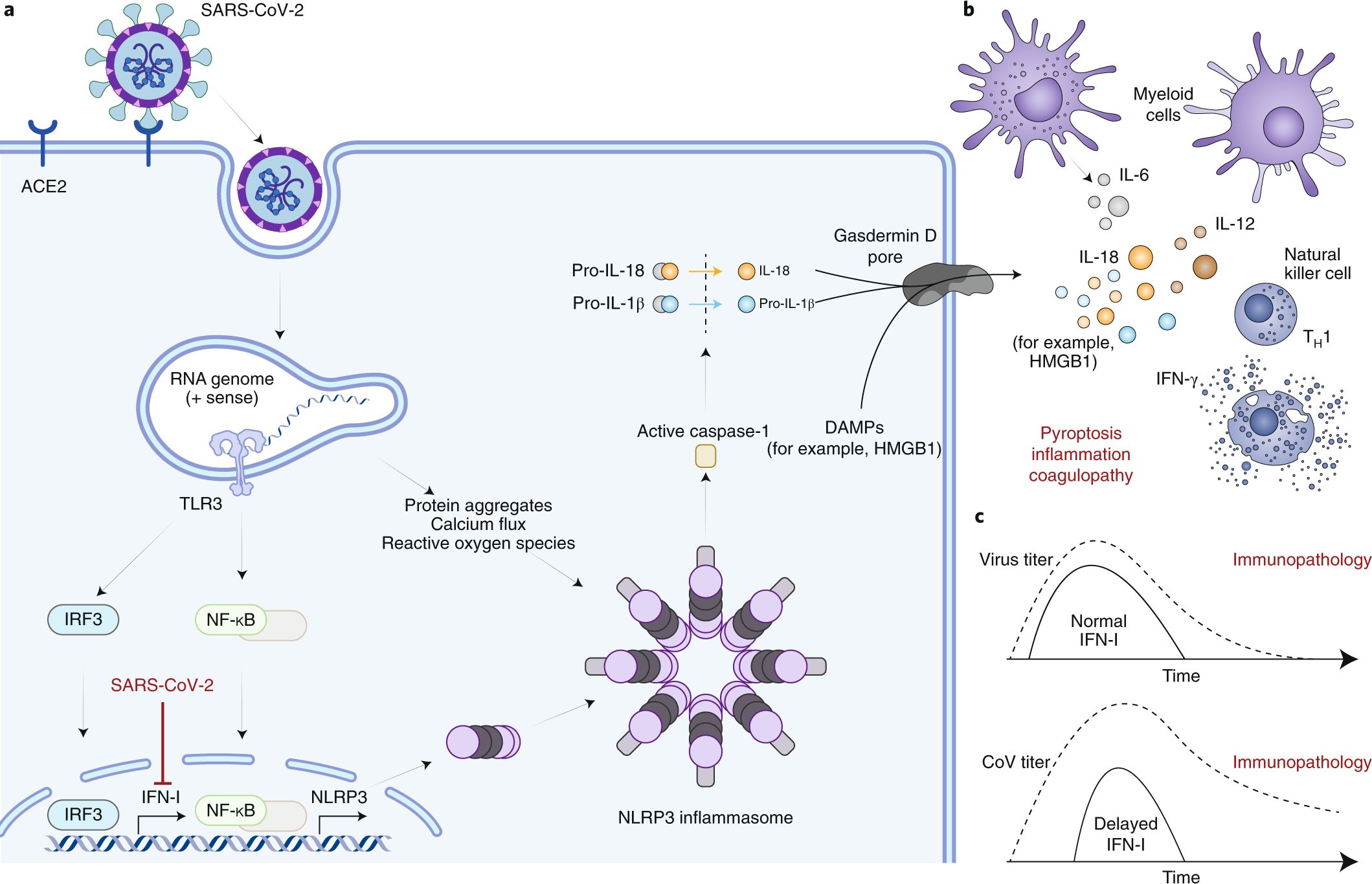 Understanding SARS-CoV-2-Mediated Inflammatory Responses: From