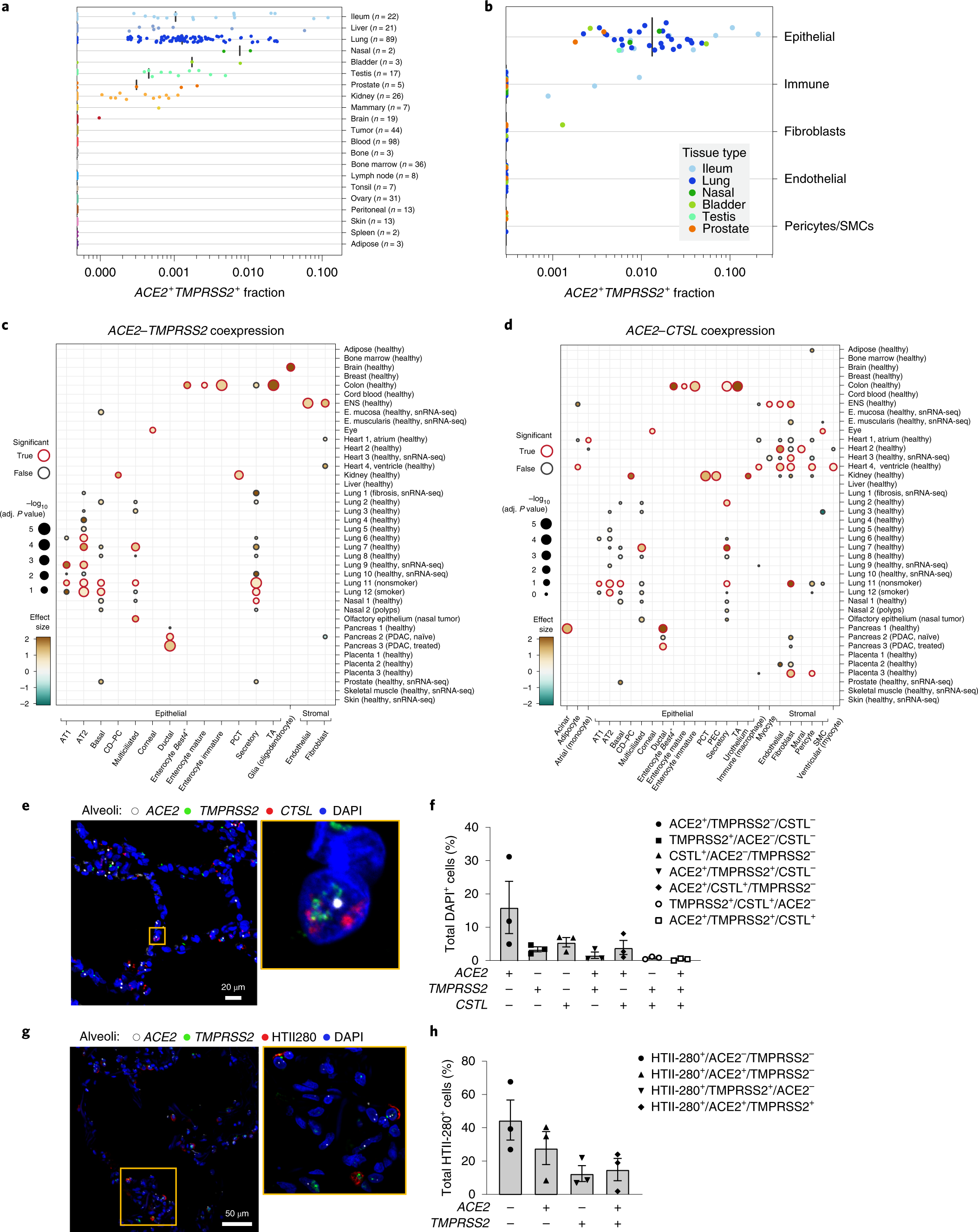 Settle plan consonant Single-cell meta-analysis of SARS-CoV-2 entry genes across tissues and  demographics | Nature Medicine