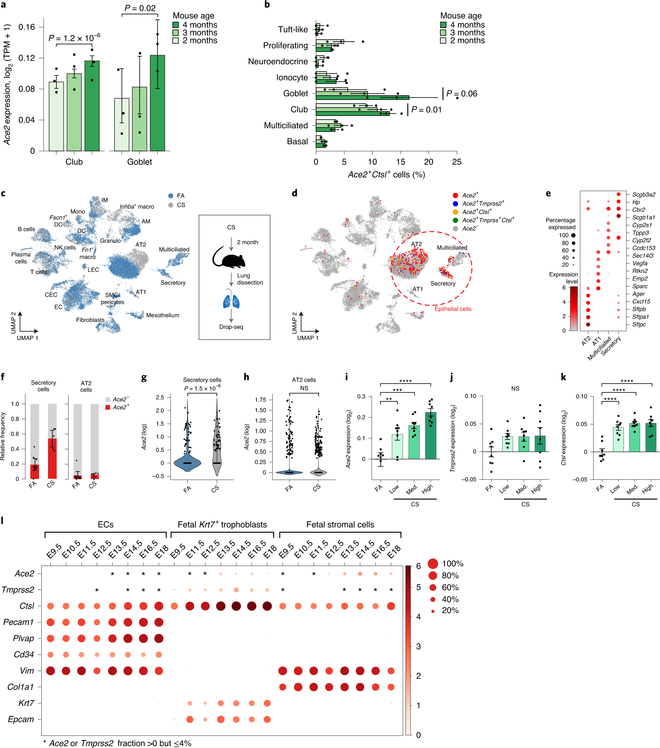 Fig. 5: Ace2, Tmprss2 and Ctsl expression in mouse in similar cell types, and follows similar patterns with age and smoking.