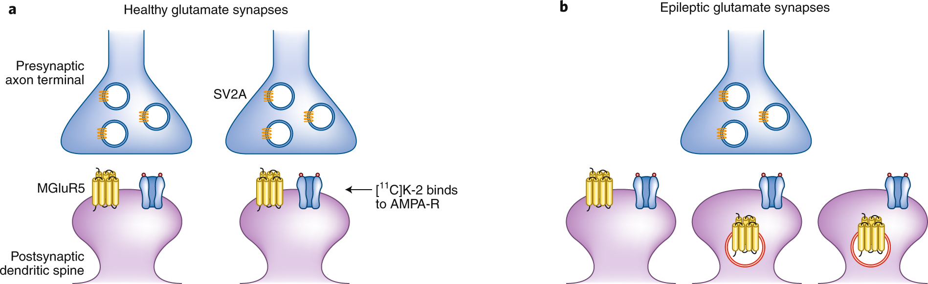 Imaging The Glutamate Synapse Nature Medicine