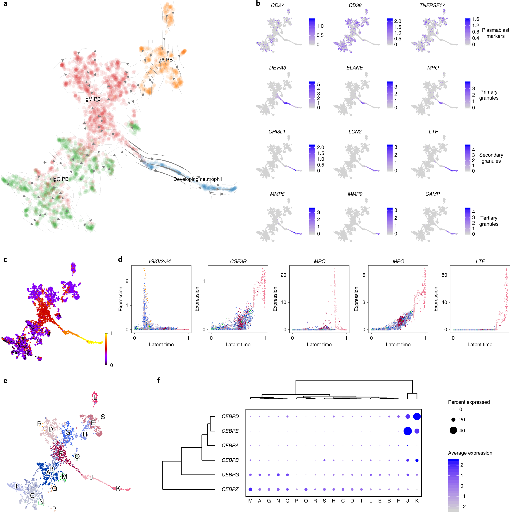 Fig. 4: Developing neutrophils are characteristic of patients with severe COVID-19 and may differentiate from plasmablasts.
