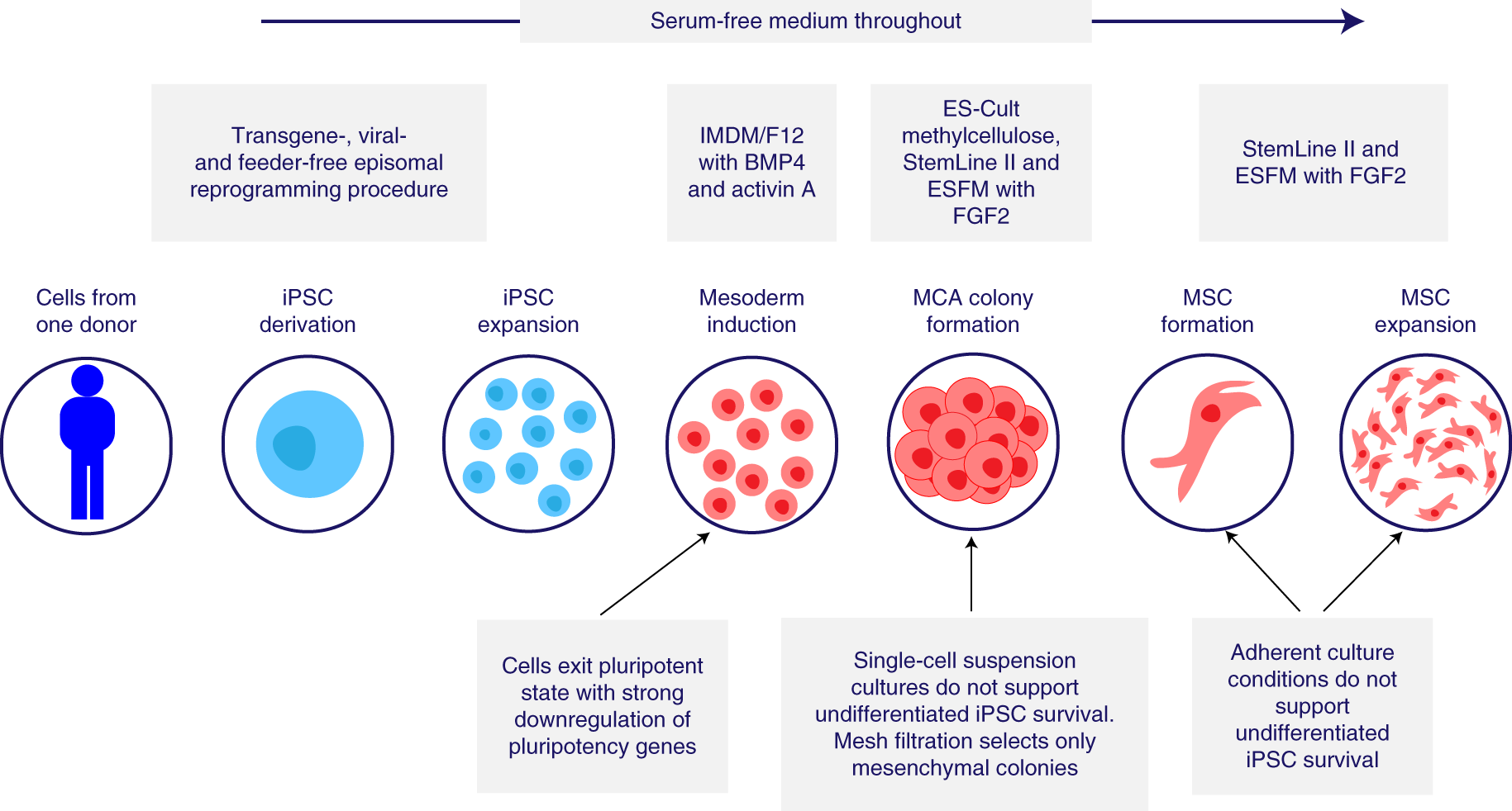 Production, safety and efficacy of iPSC-derived mesenchymal stromal cells  in acute steroid-resistant graft versus host disease: a phase I,  multicenter, open-label, dose-escalation study | Nature Medicine