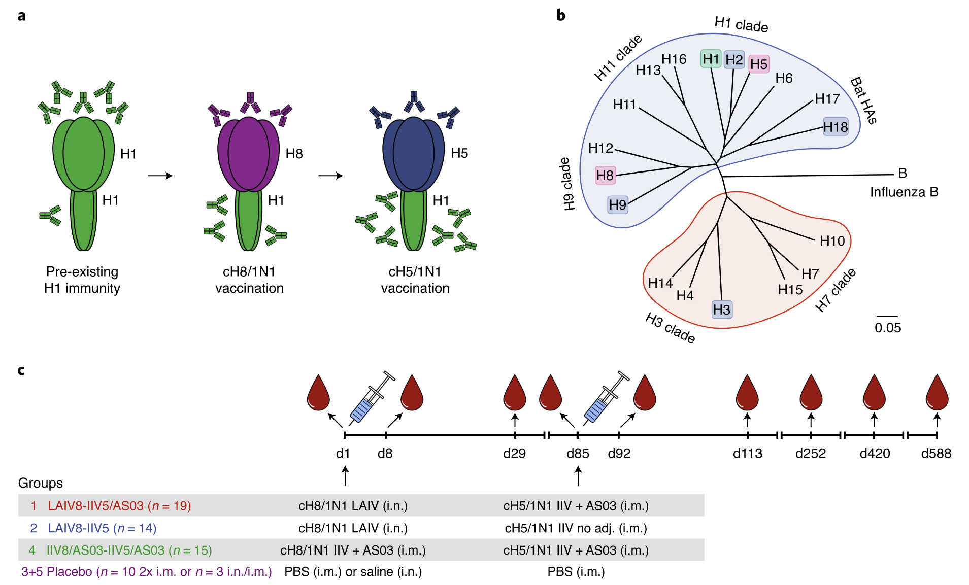 A chimeric hemagglutinin-based universal influenza virus vaccine