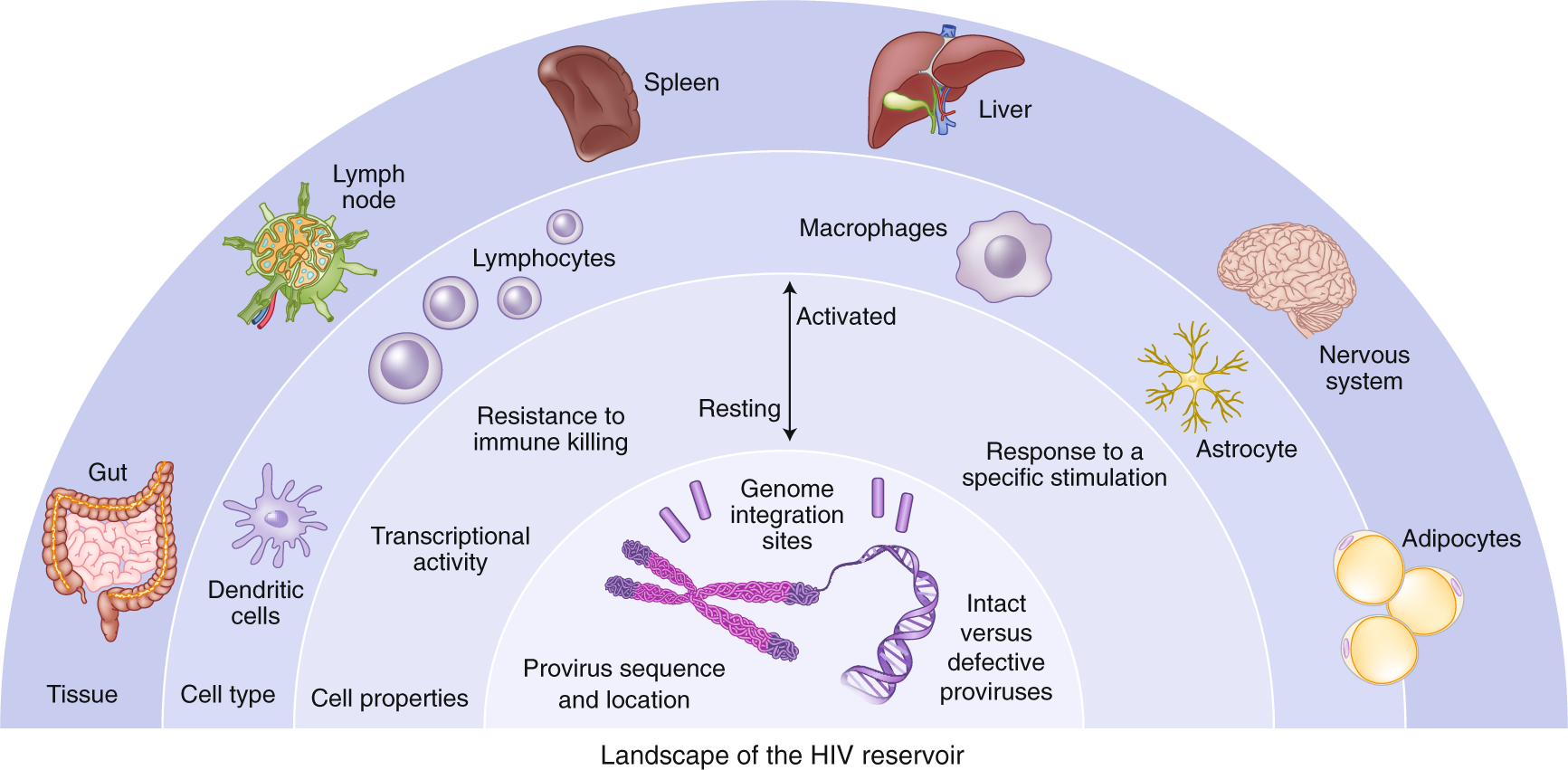 Defining total-body AIDS-virus burden with implications for