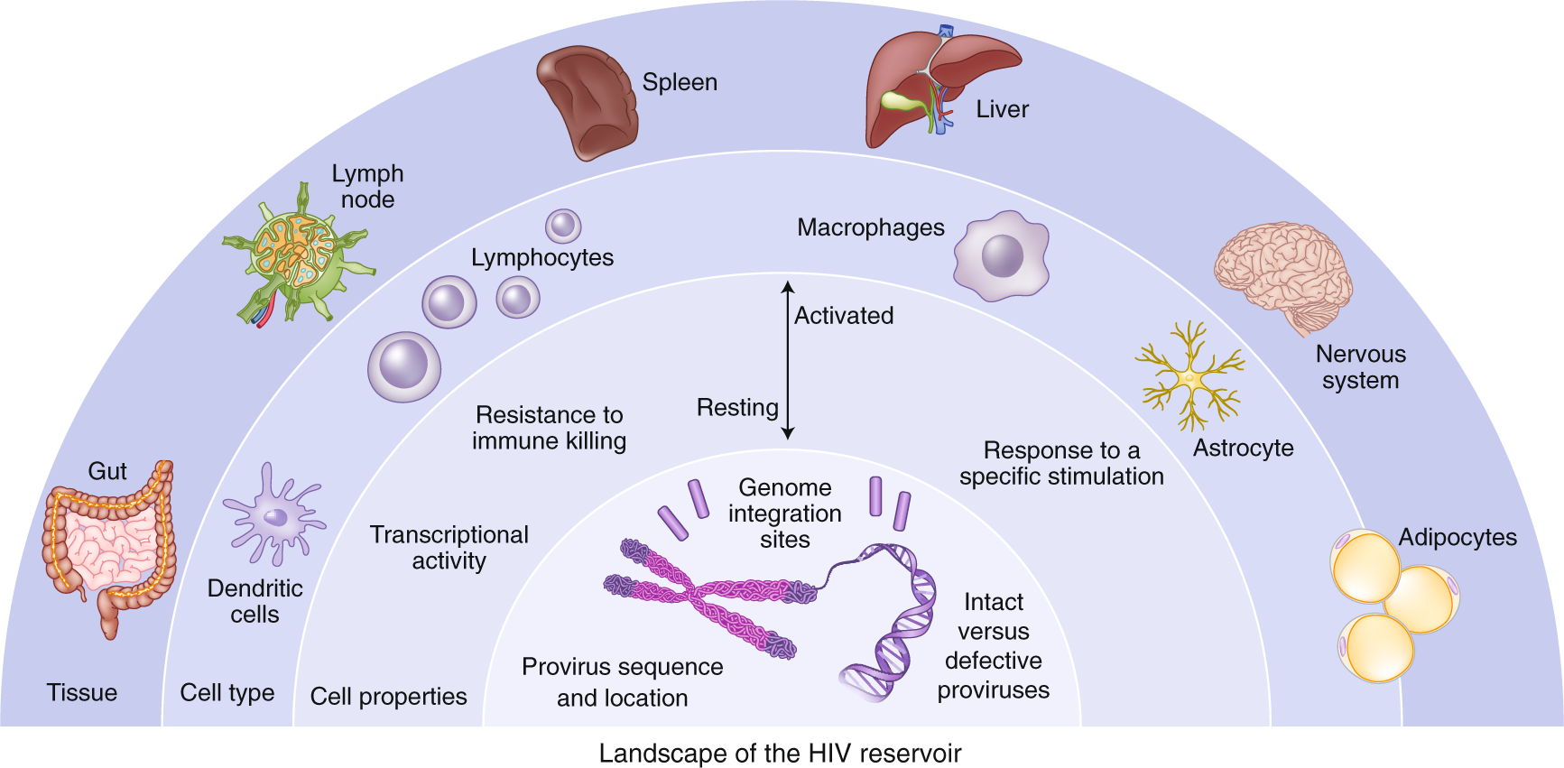 How Stealthy HIV Evades Drugs and Immunity