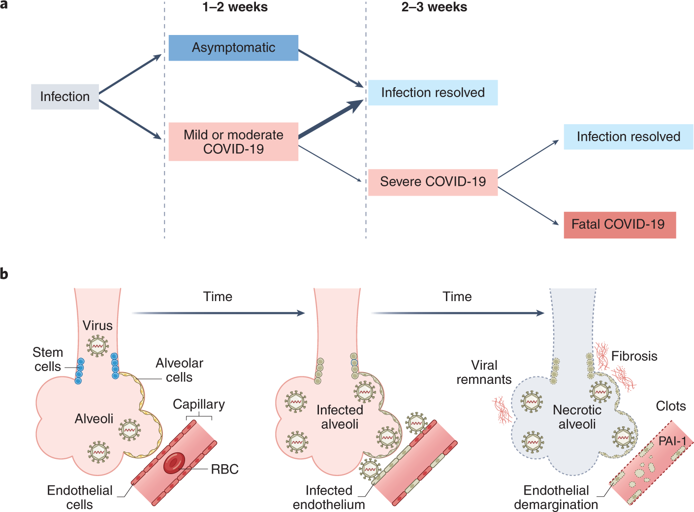More autopsy studies are needed to understand the pathogenesis of severe  COVID-19 | Nature Medicine