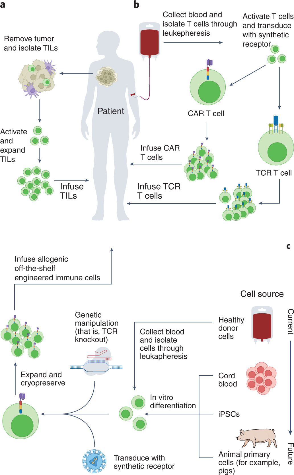 Engineered cellular immunotherapies in cancer and beyond | Nature Medicine