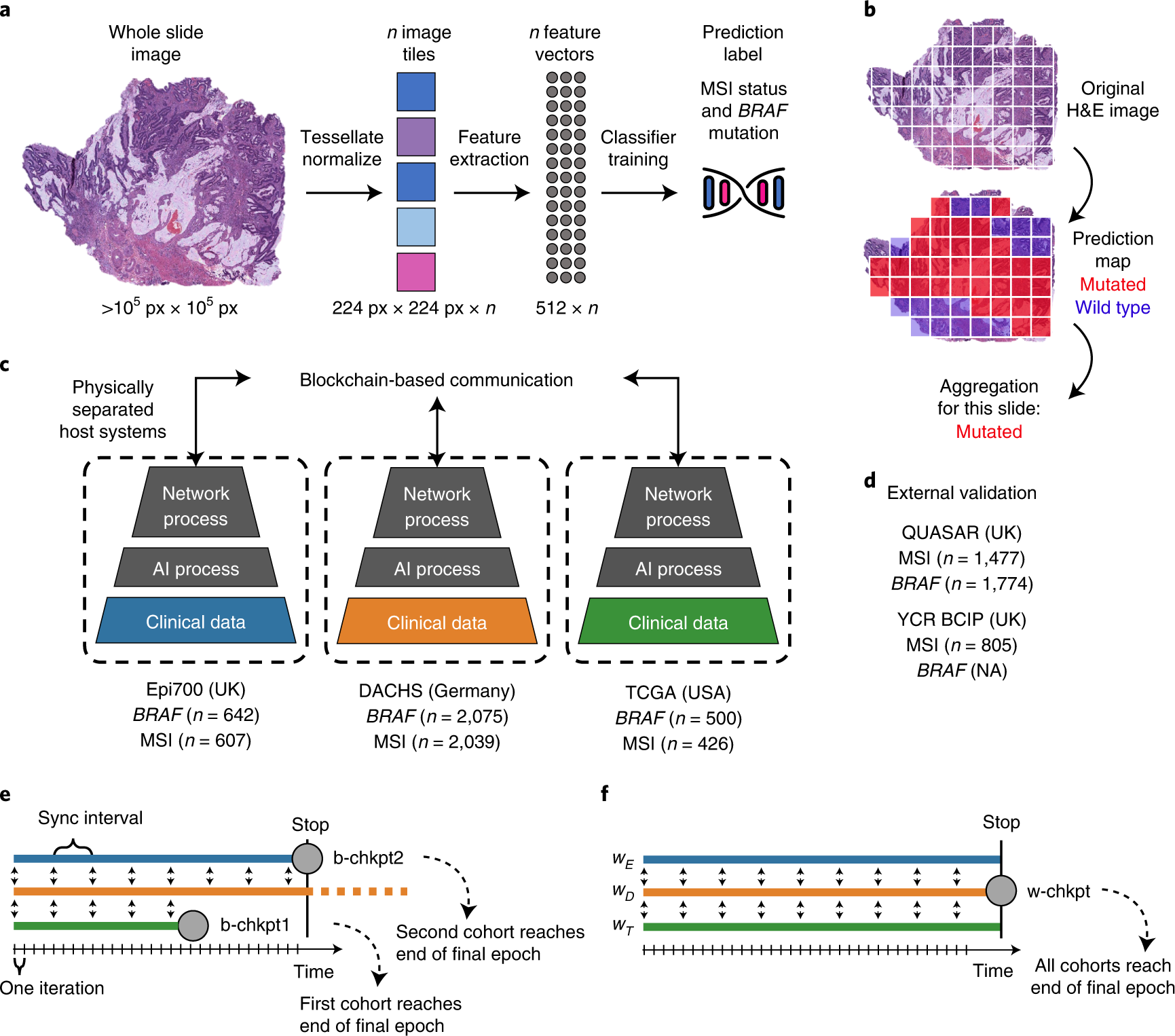 Swarm learning for decentralized artificial intelligence in cancer  histopathology | Nature Medicine