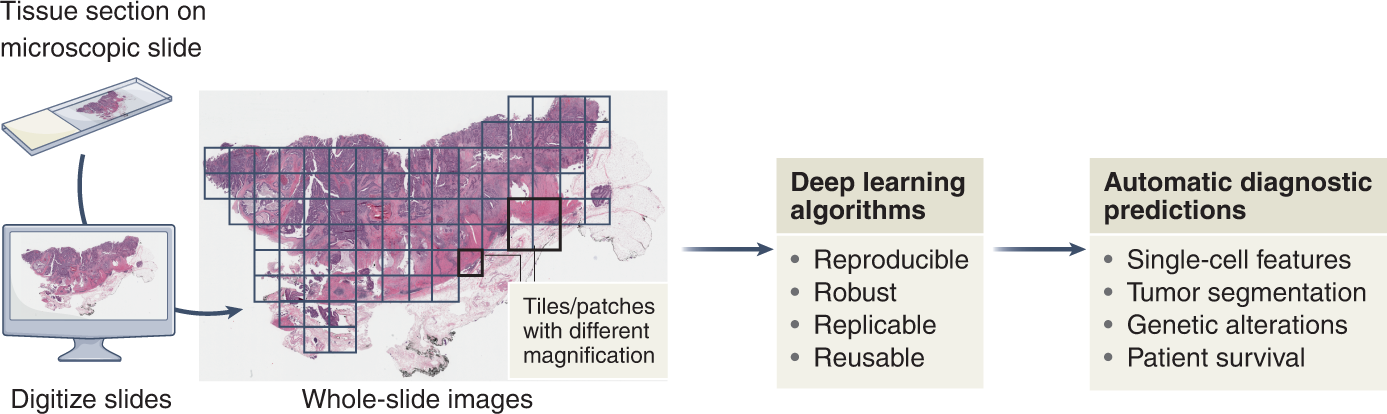 Make deep learning algorithms in computational pathology more 