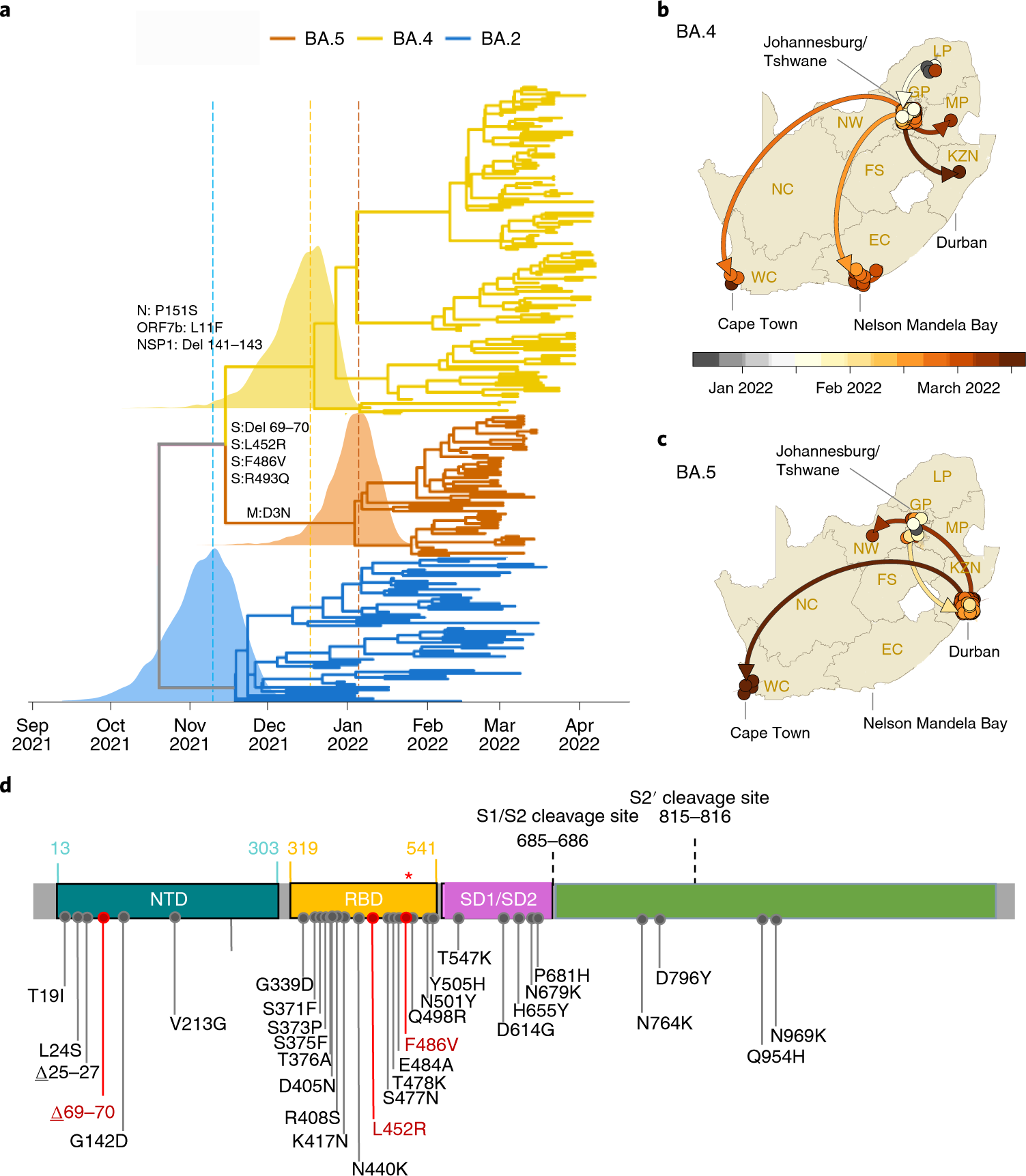 Emergence of SARS-CoV-2 Omicron lineages BA.4 and BA.5 in South Africa |  Nature Medicine