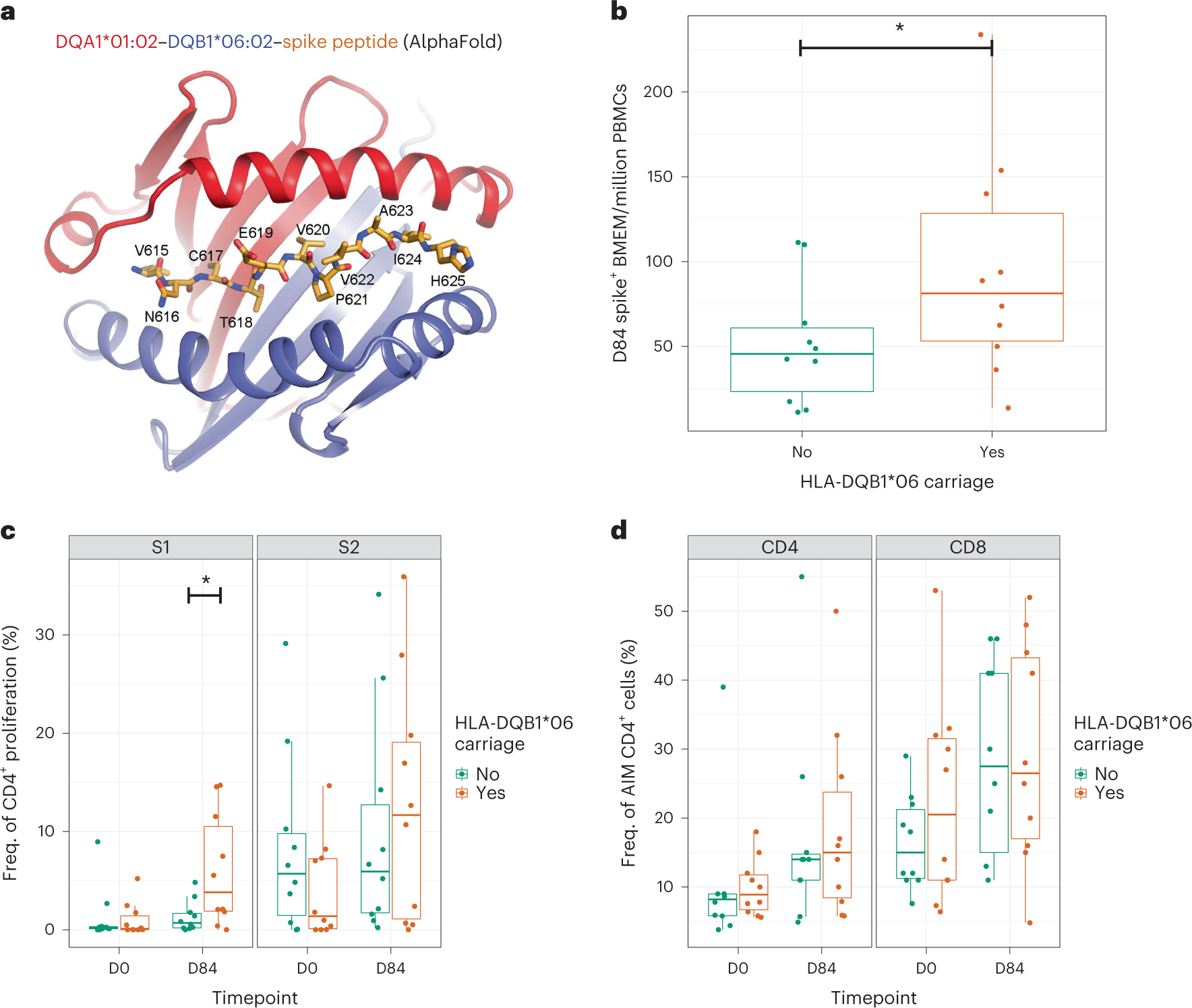 Fig. 5: The clinical implications and mechanisms of the HLA associations with differential spike/RBD antibody levels.