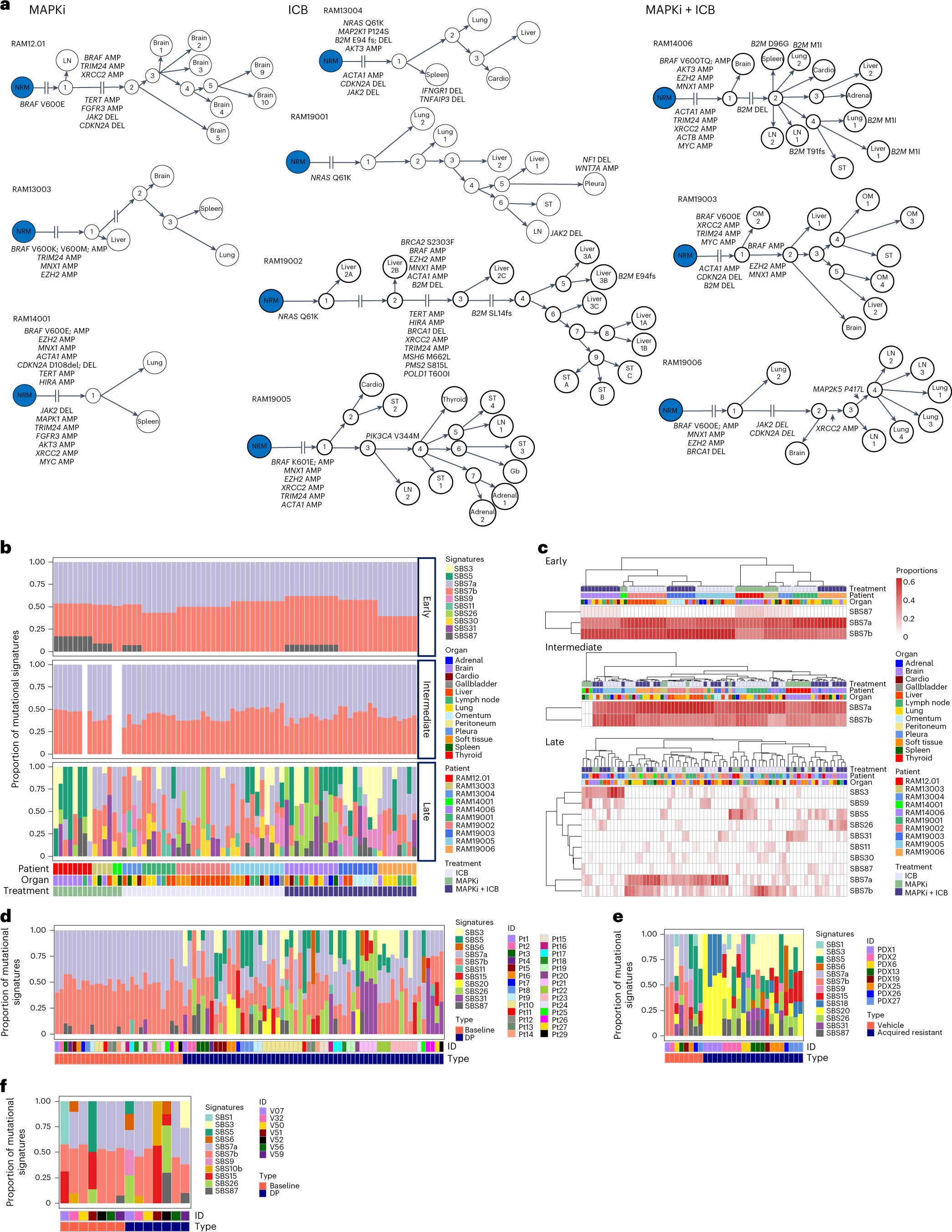 Fig. 2: Multi-organ temporal mutational patterns of RAM tumors.