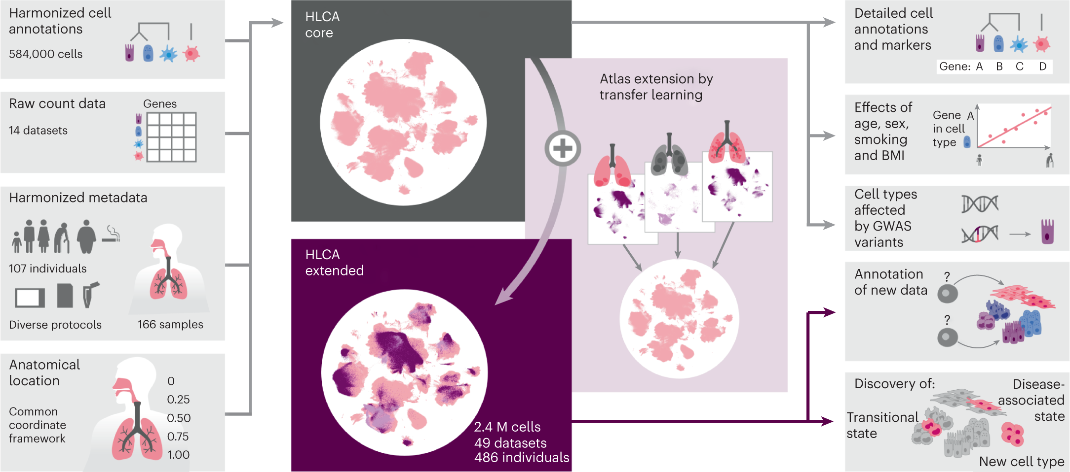 An integrated cell atlas of the lung in health and disease | Nature Medicine