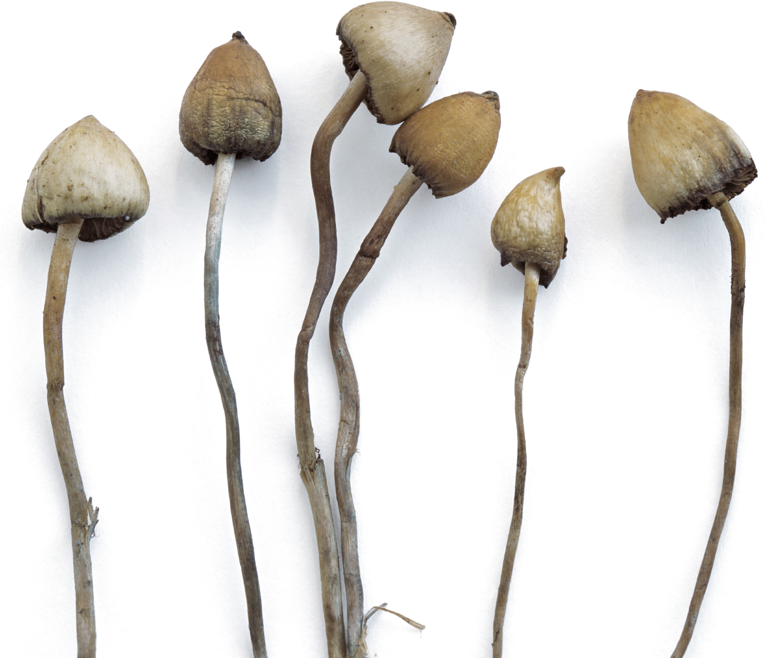 Psilocybin for the treatment of anorexia nervosa | Nature Medicine