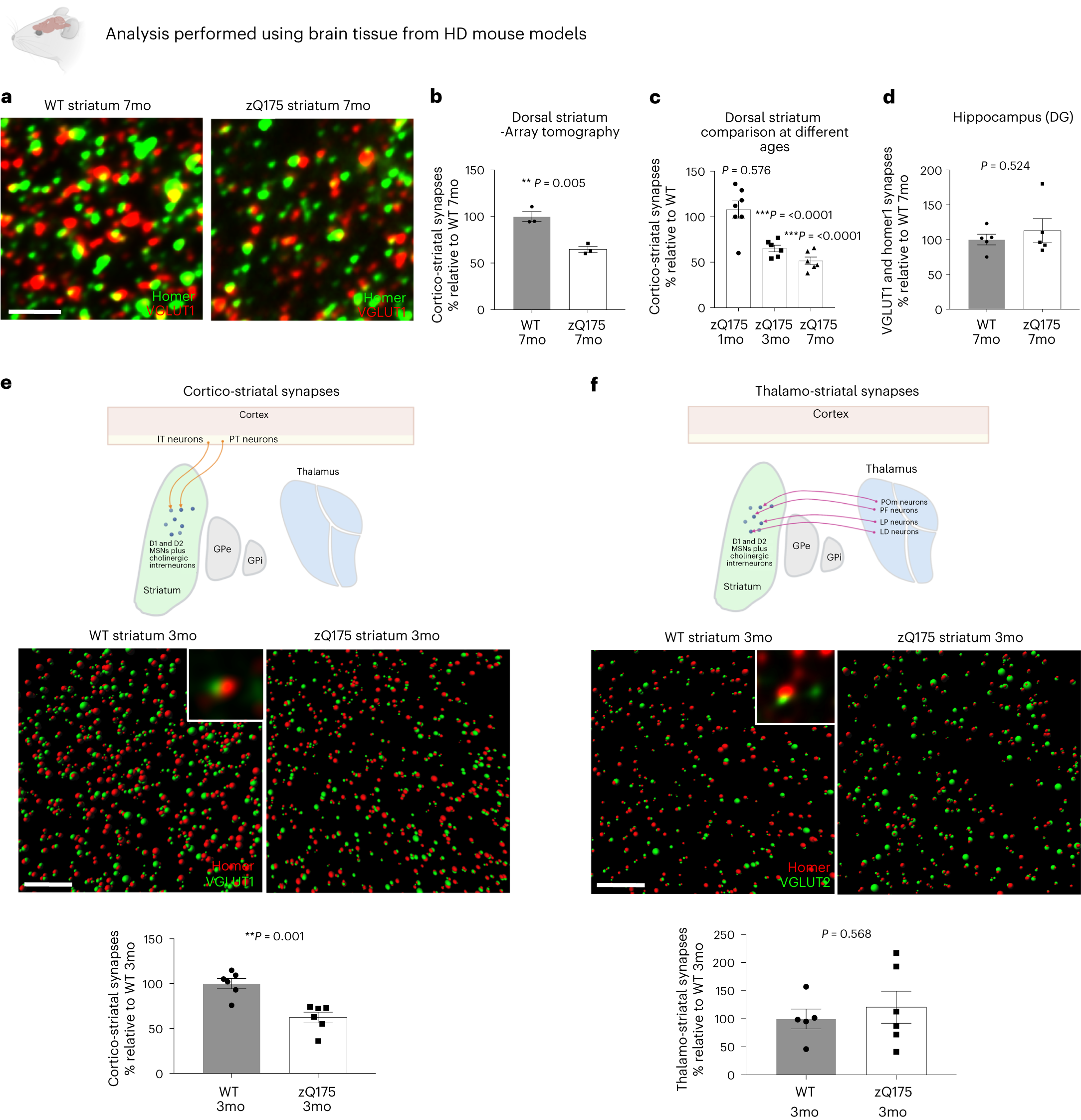 Fig. 2: Early and selective loss of corticostriatal synapses in HD.