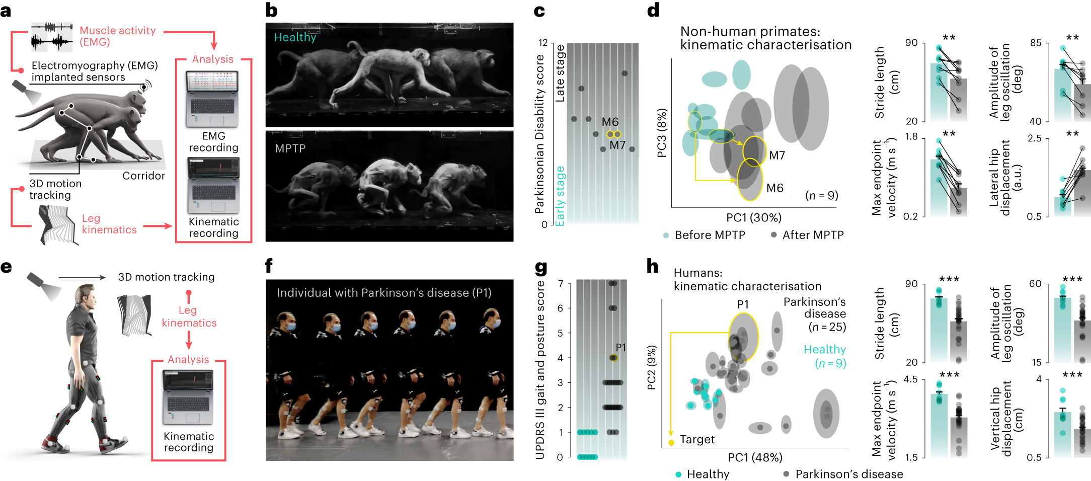 A spinal cord neuroprosthesis for locomotor deficits due to