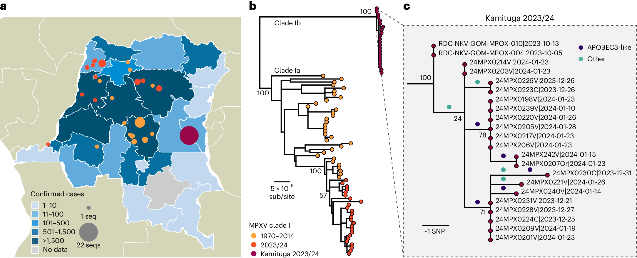 Sustained human outbreak of a new MPXV clade I lineage in eastern  Democratic Republic of the Congo | Nature Medicine