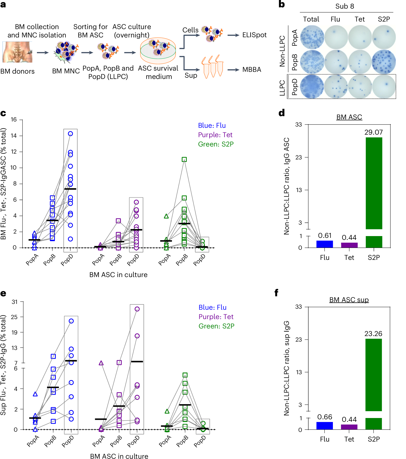 Fig. 2: Absence of SARS-CoV-2 BM IgG LLPC after SARS-CoV-2 mRNA vaccines by detection of ASC and secreted IgG in the BM ASC culture supernatants.