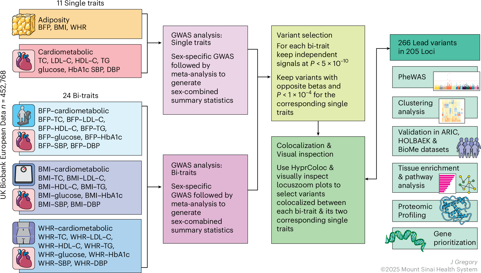 肥満の個人差に関する遺伝的要因を解明(Mount Sinai Study Reveals Genetic Clues Explaining Why Obesity Affects People Differently)