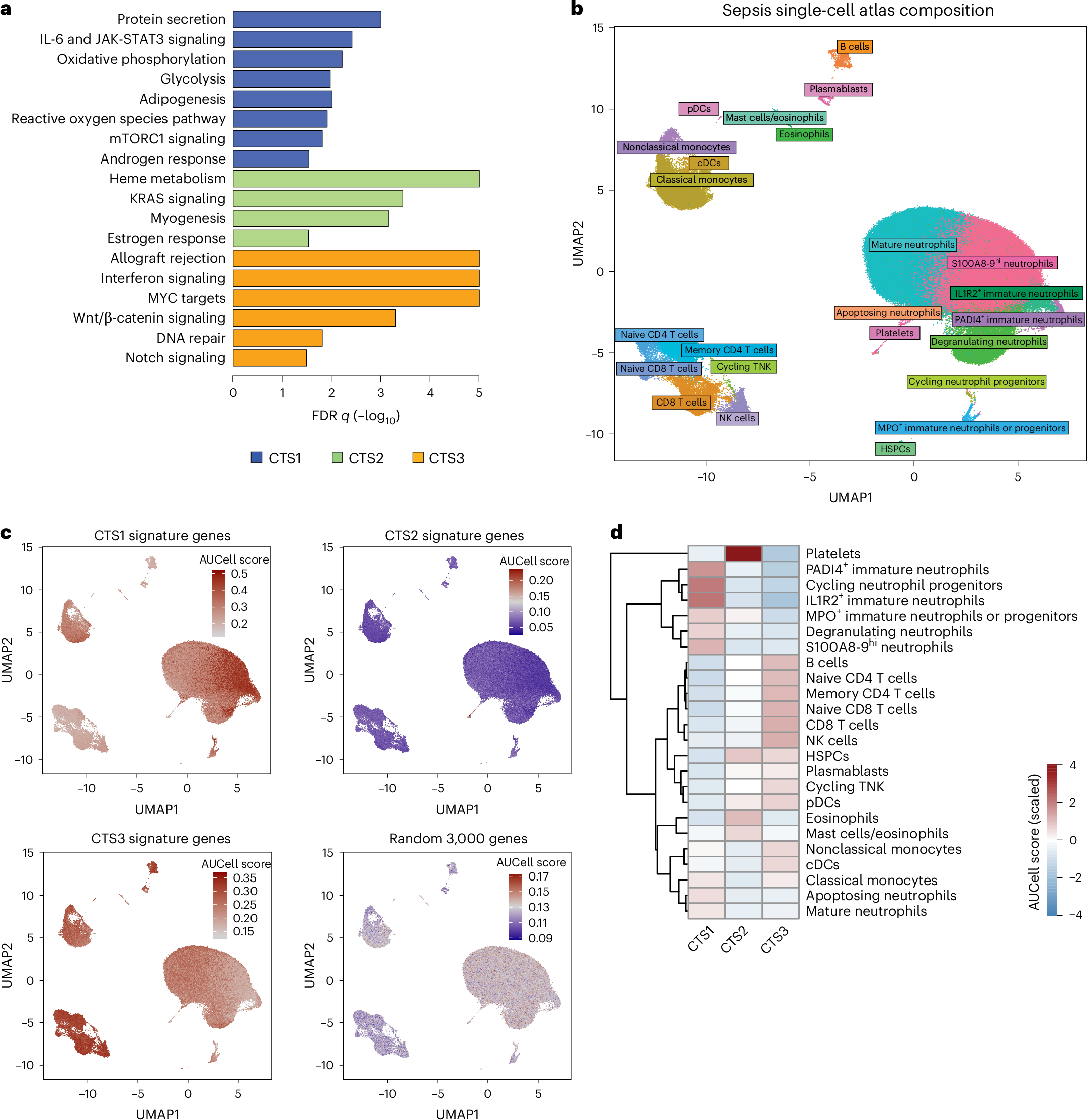 Fig. 3: Characterization of biological pathways and cell-type-specific patterns of the CTSs.