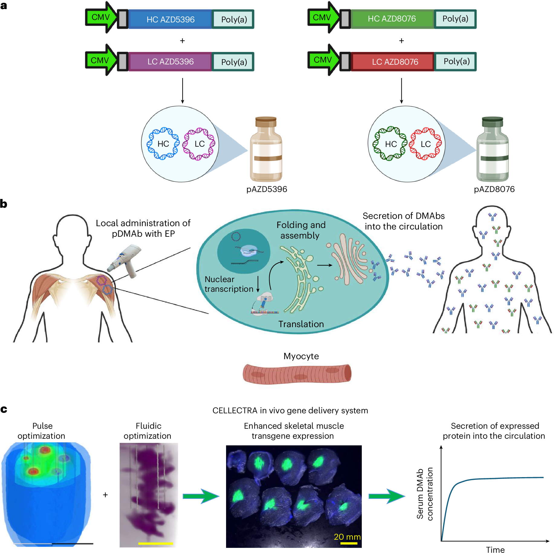Safety and pharmacokinetics of SARS-CoV-2 DNA-encoded monoclonal antibodies  in healthy adults: a phase 1 trial | Nature Medicine, image size:1833x1829